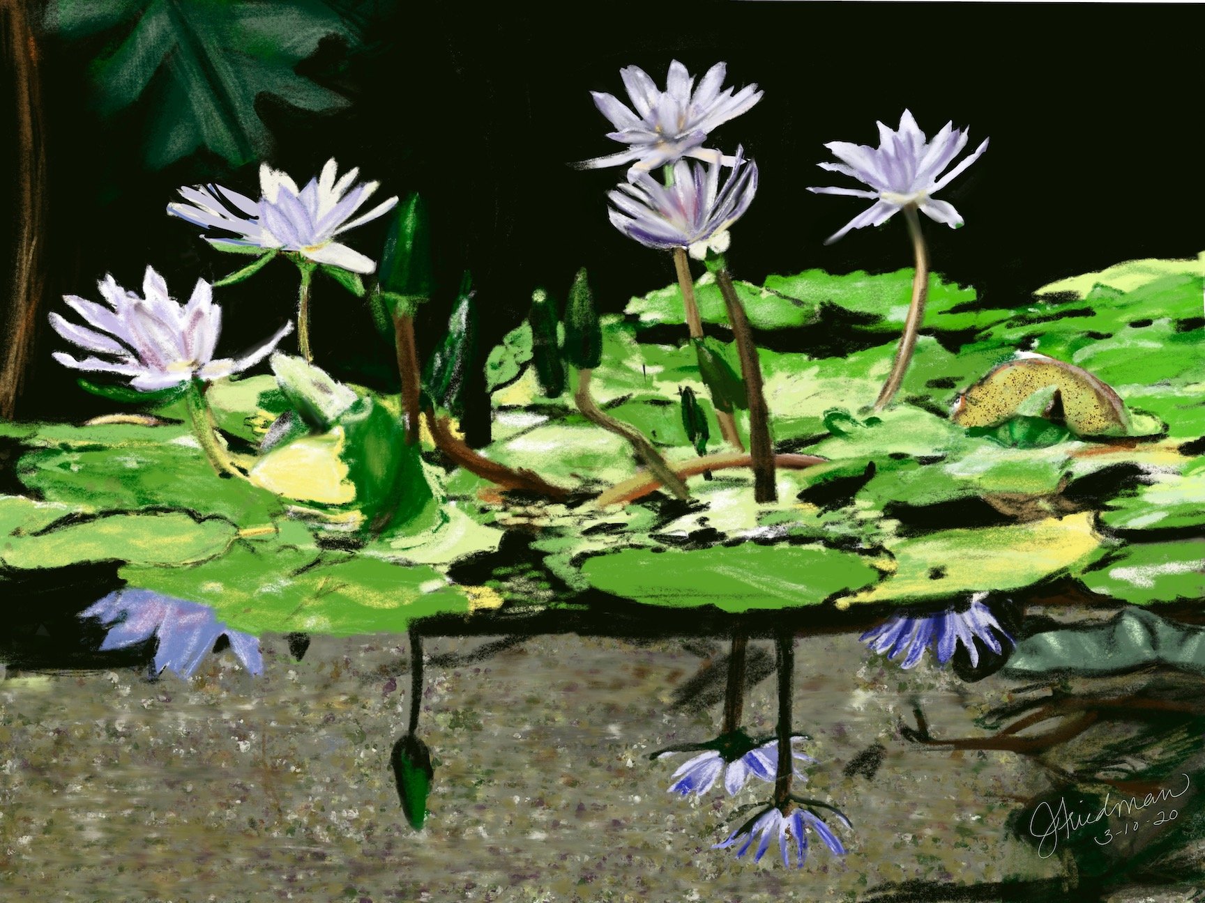 FR5 Water Lilies