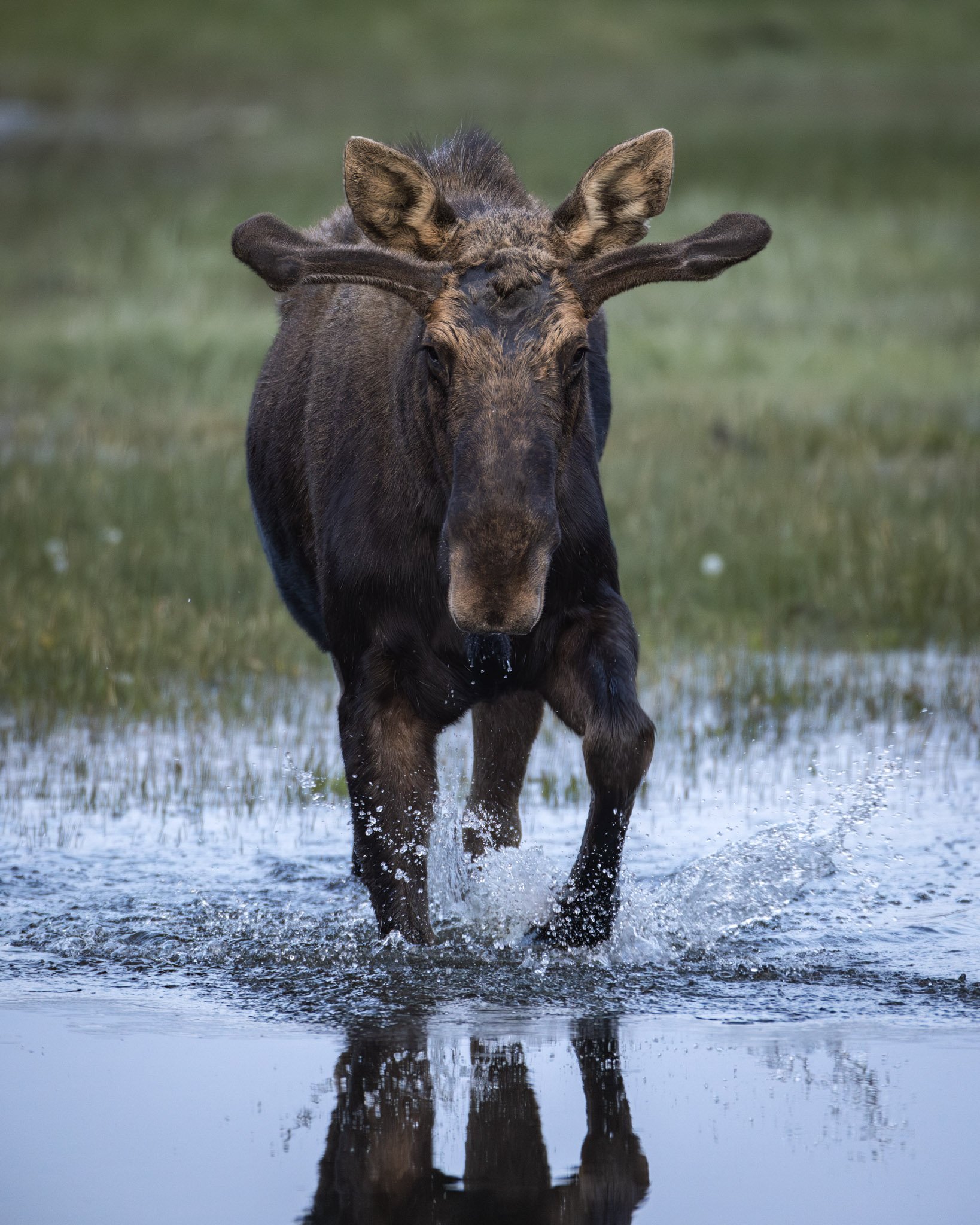 Spring in Yellowstone Report: May 21-26, 2023 — Trent Sizemore Photography