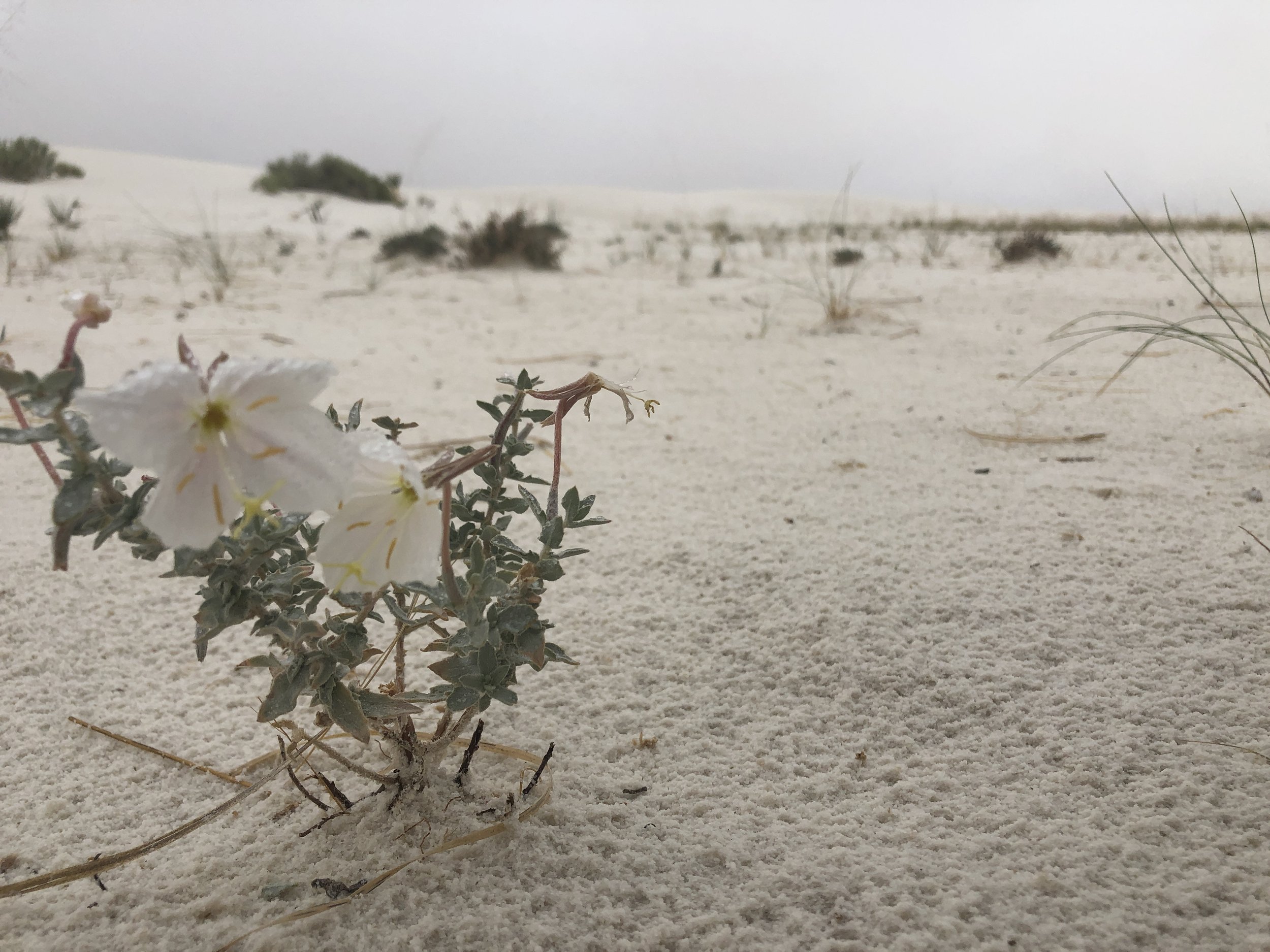 Romancing the Muse: Sunday Edition | Morning Sessions | Second Sunday of the Month