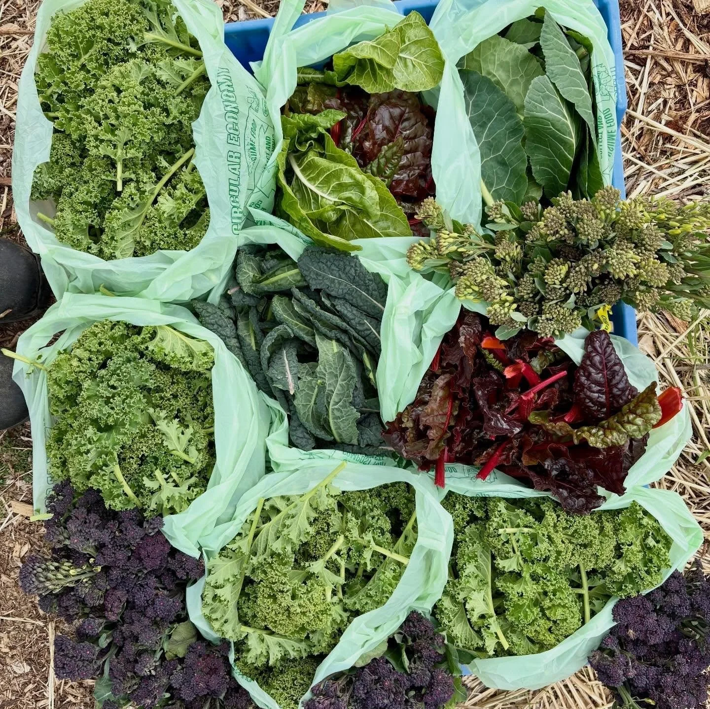 Farm + Fish Market Pick Up