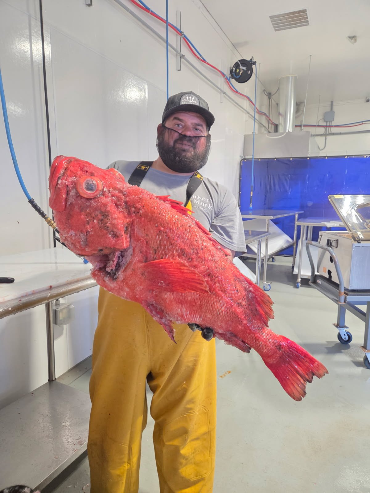 F/V Miss Yvonne offloads rockfish in the processing facility 
