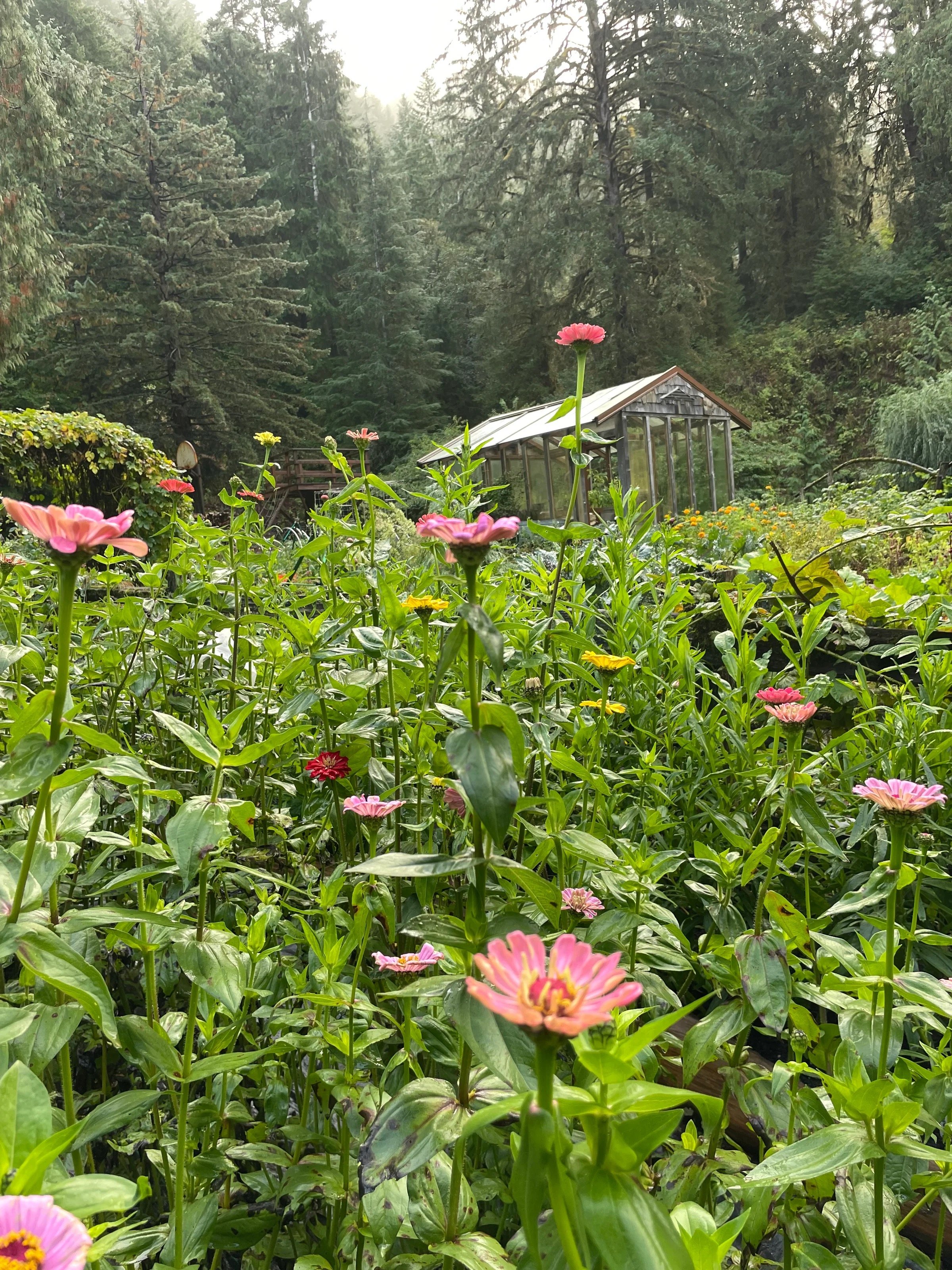 Beaver Creek Blooms Farm Tour- OSU Extension program 