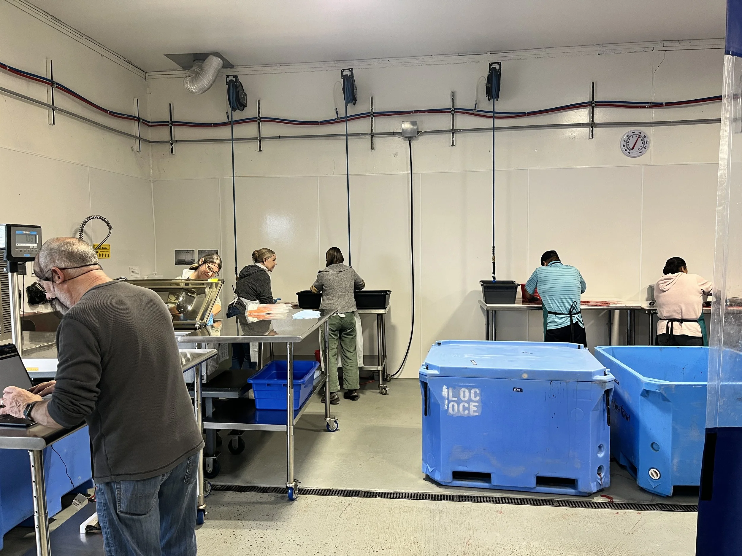 Surplus Salmon- Fall Chinook Processing #2