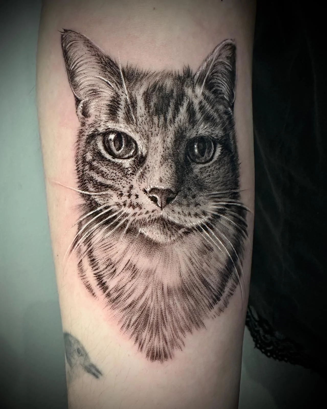 Black and grey cat
