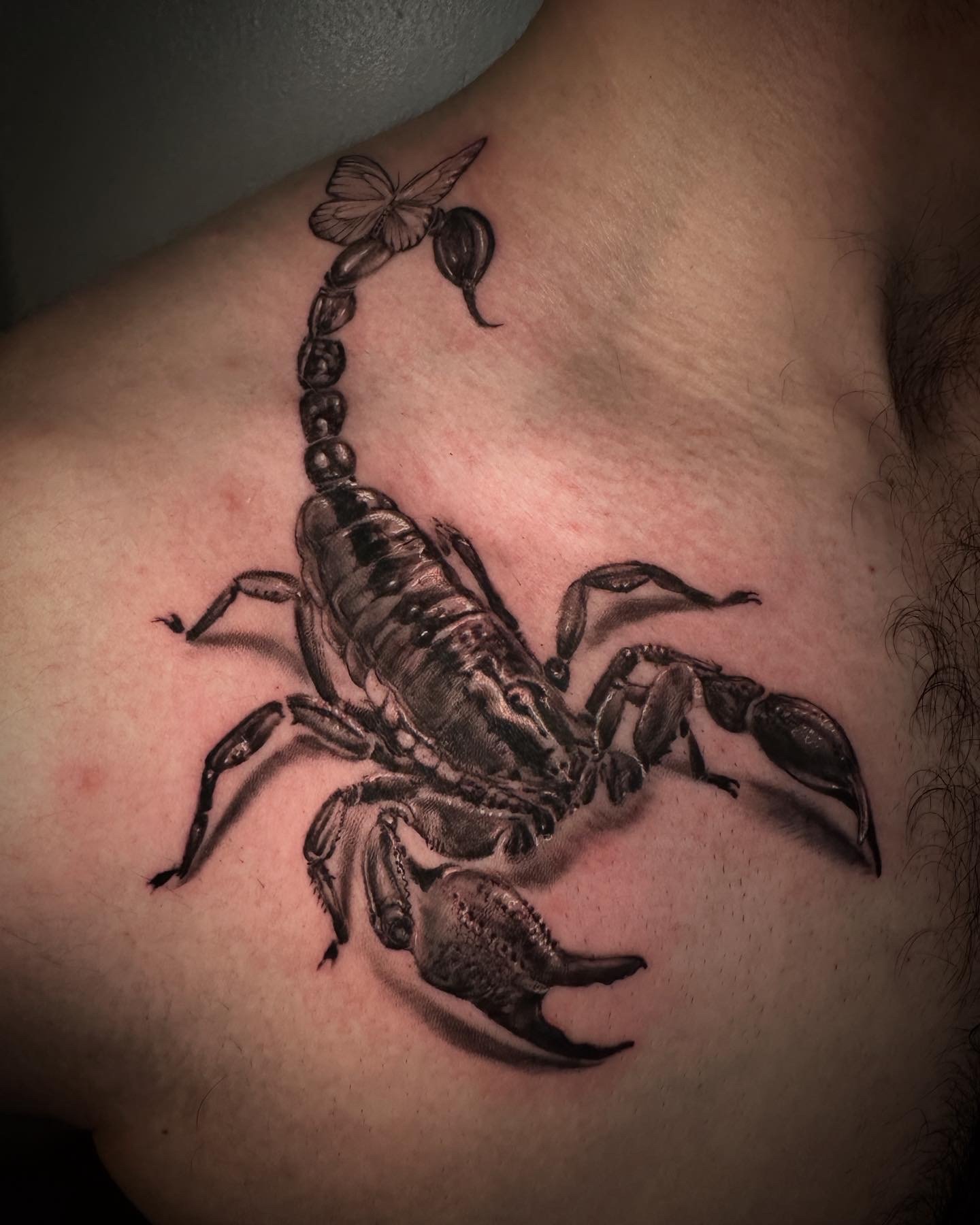 Black and grey Scorpion