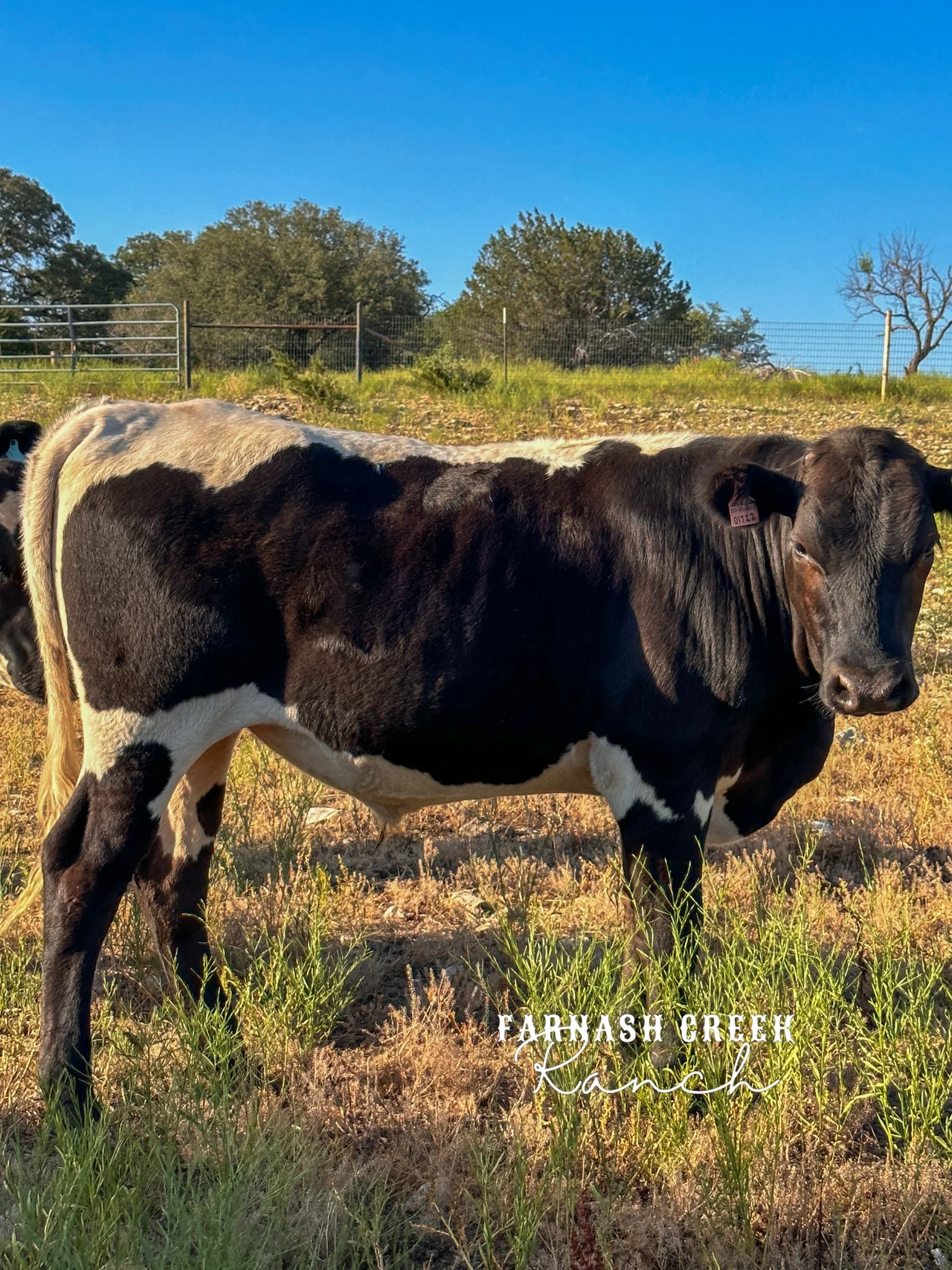 Steers For Sale — FCR Beef Cattle