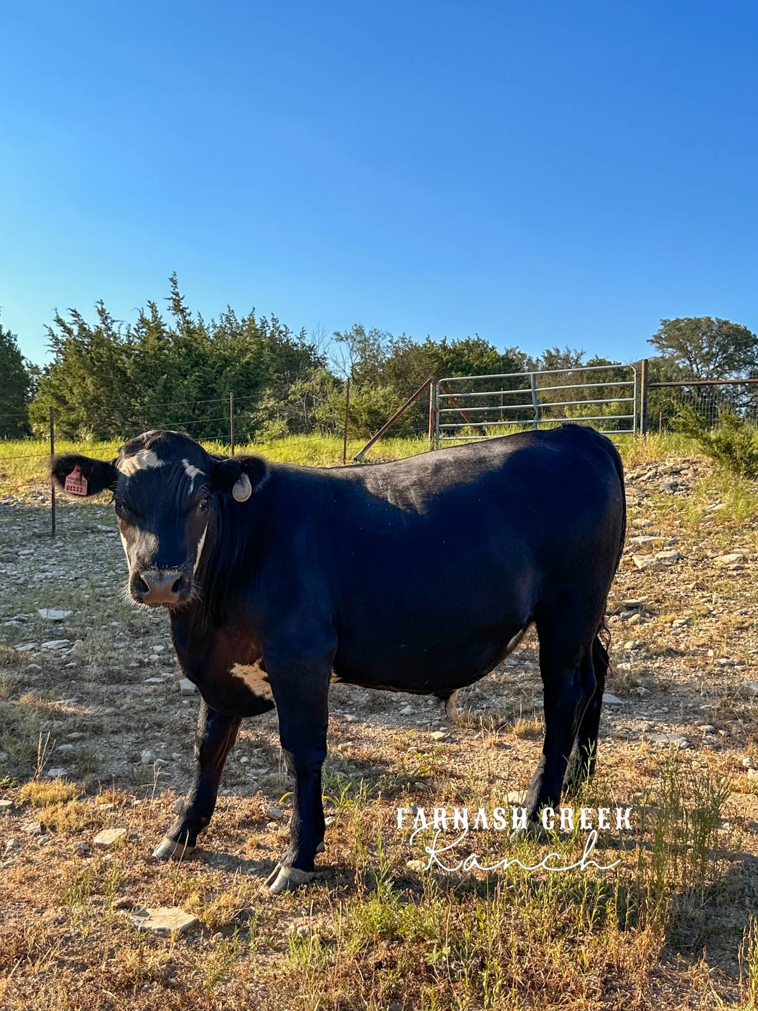 Steers For Sale — FCR Beef Cattle