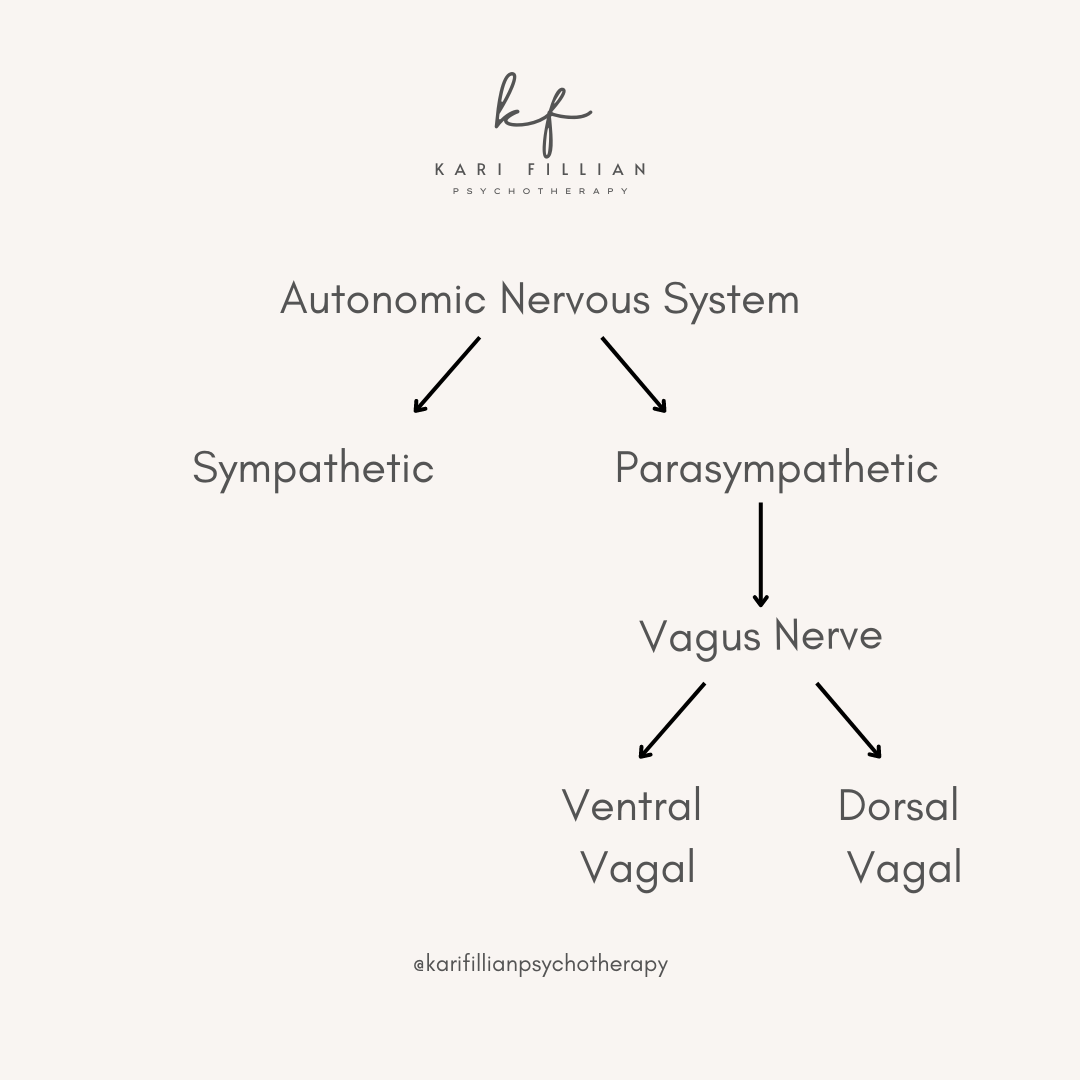 Polyvagal Theory neural circuits in the human body