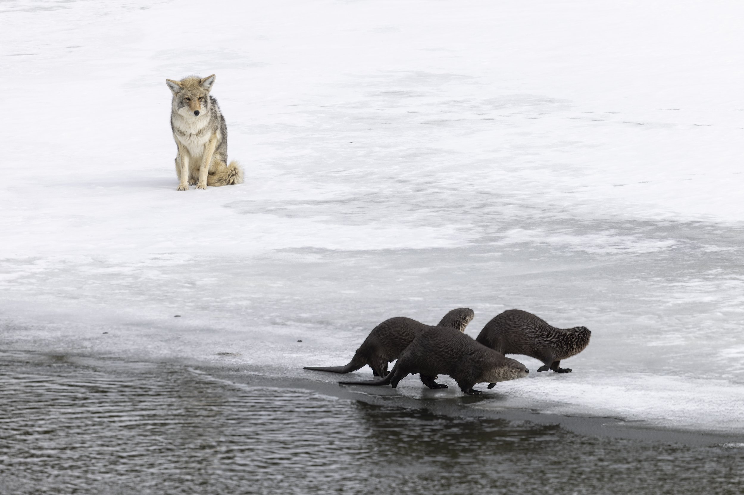 A coyote eyes a trio of otters in Yellowstone