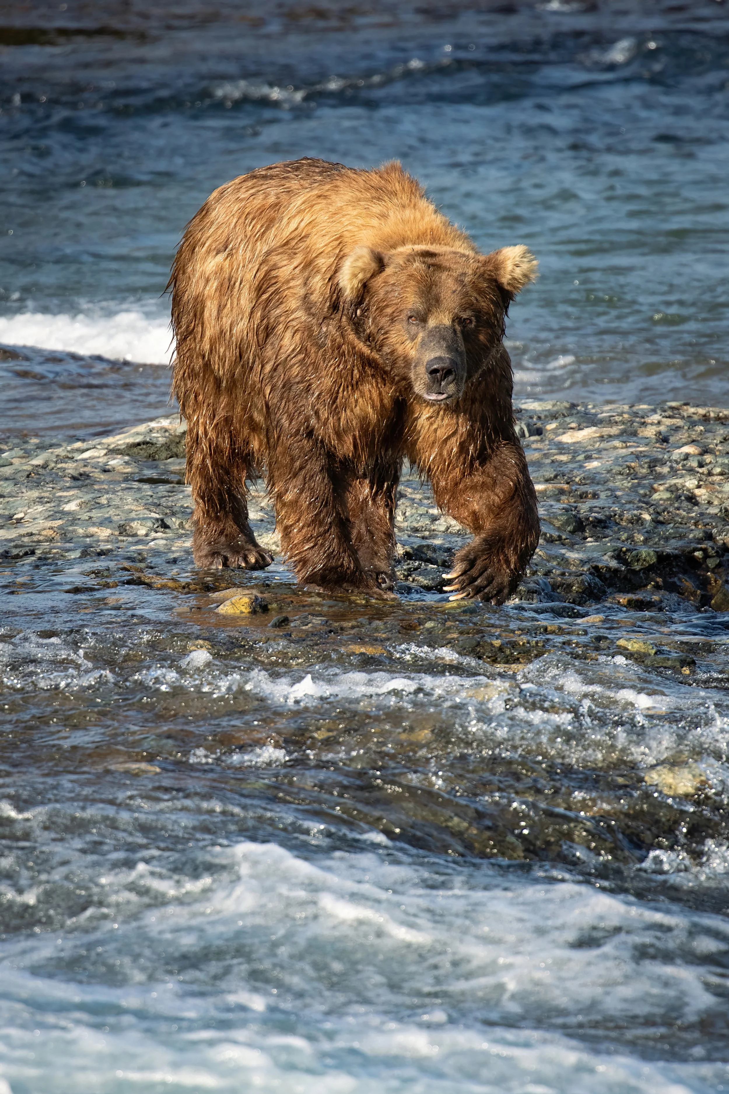 A dominant male bear nicknamed "Chops" saunters across a river