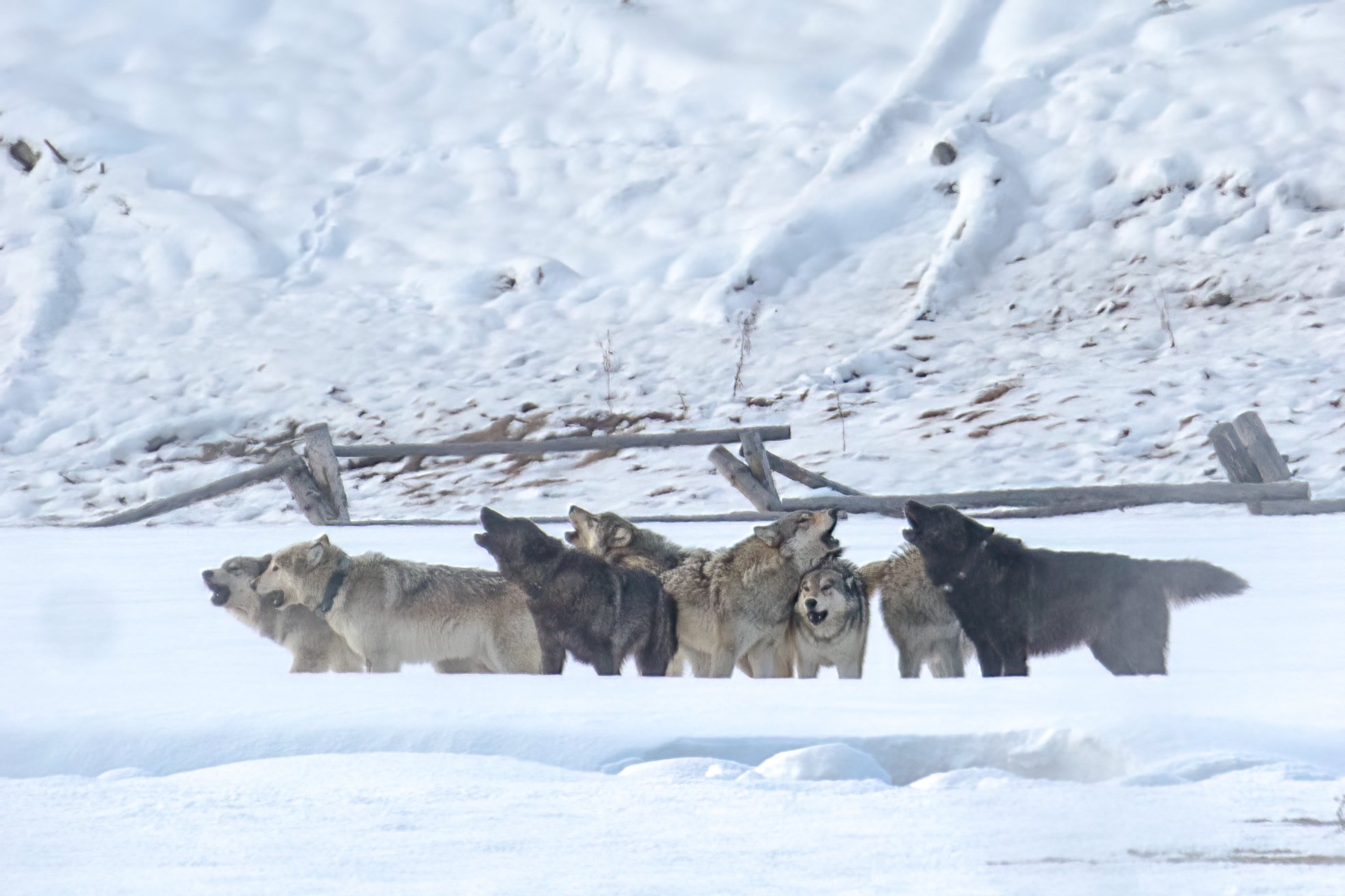 The Wapiti Lake pack rallies together in Yellowstone