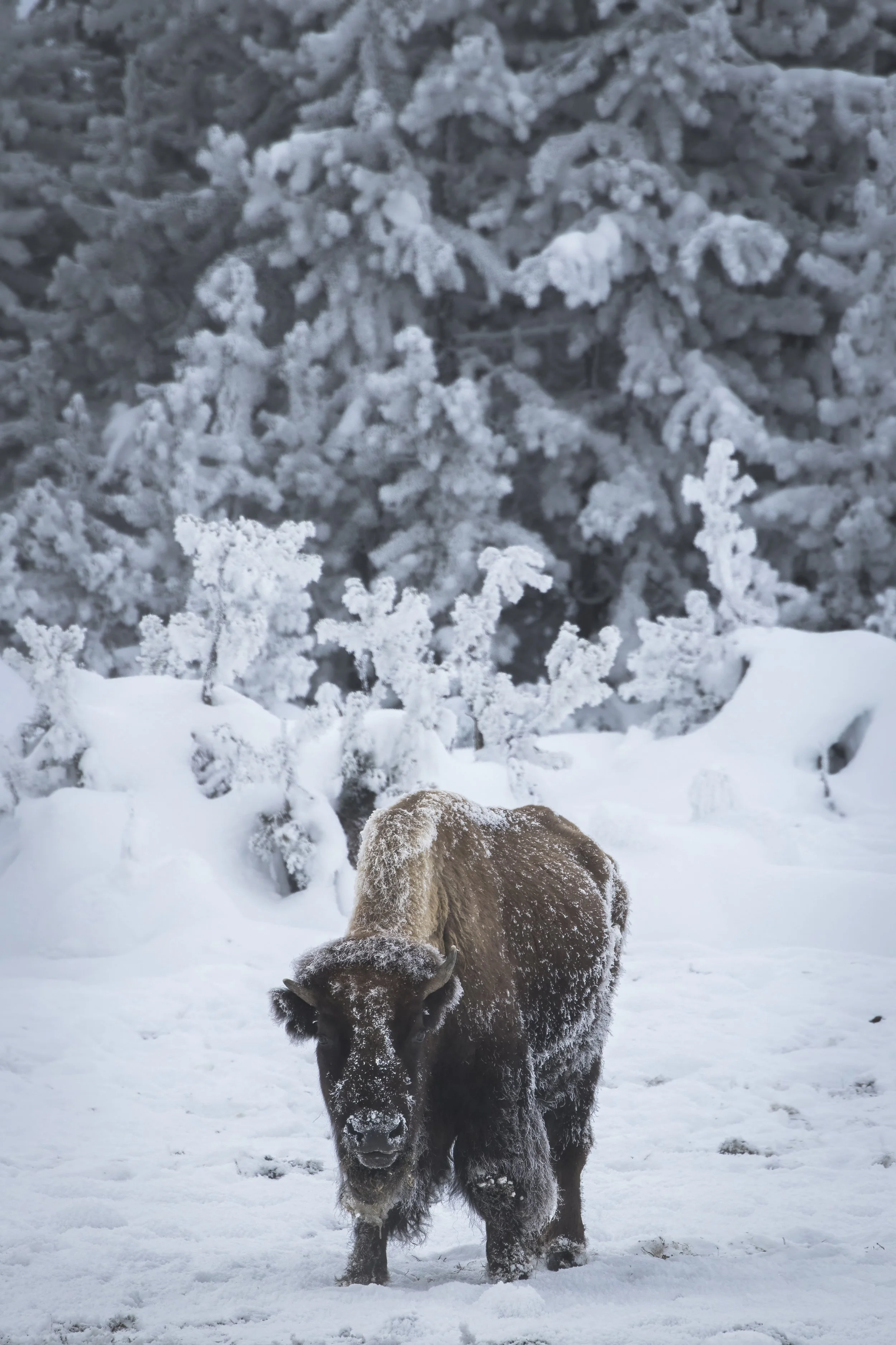 A bison with hoarfrost along her face