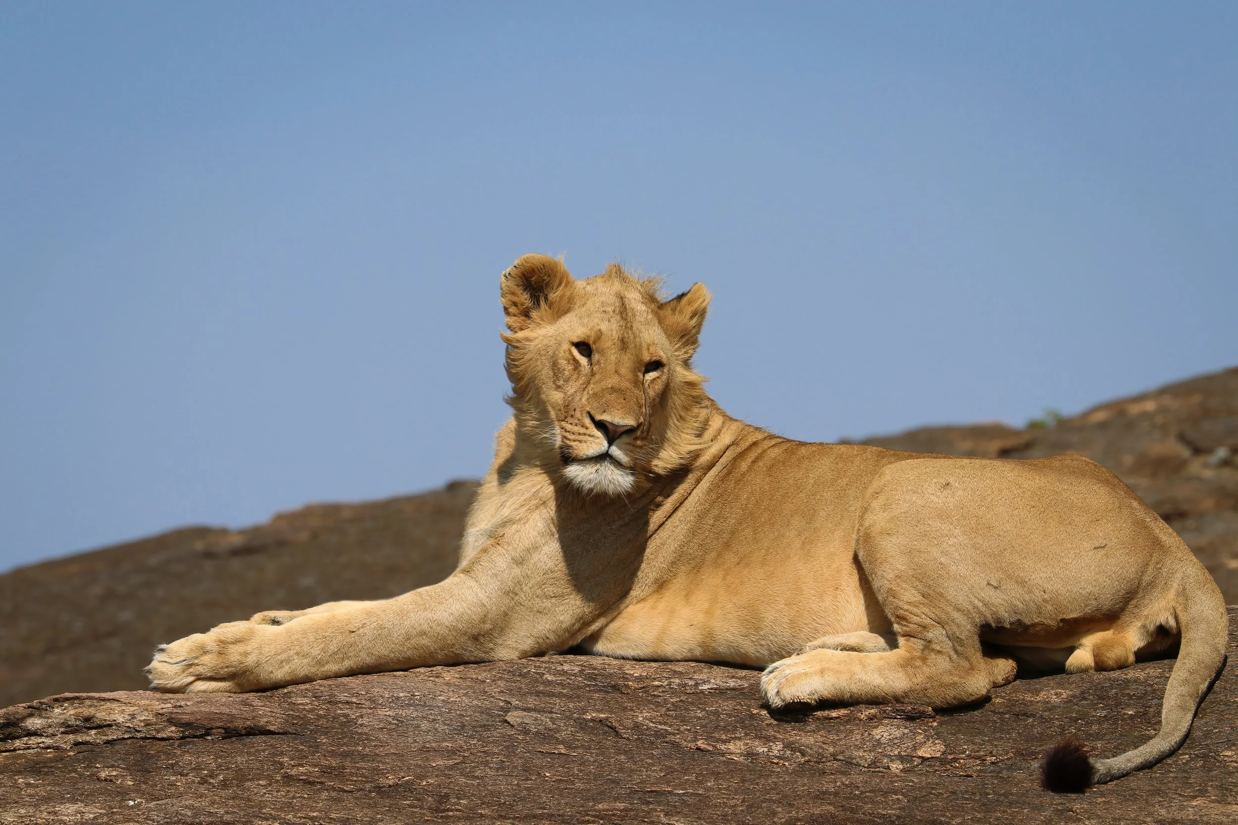 Lion.jpg