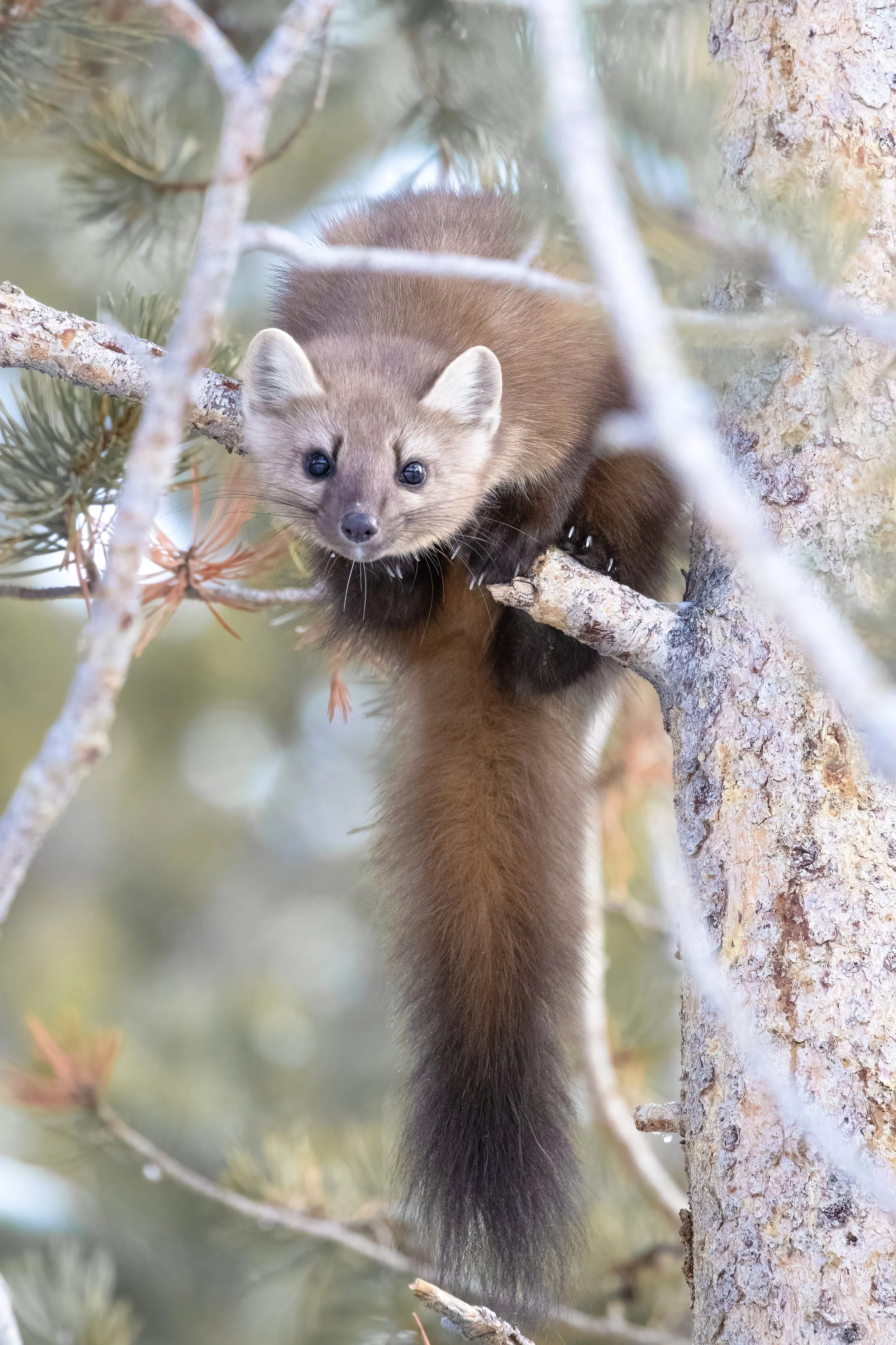 A pine marten perches on the branch of a lodgepole pine