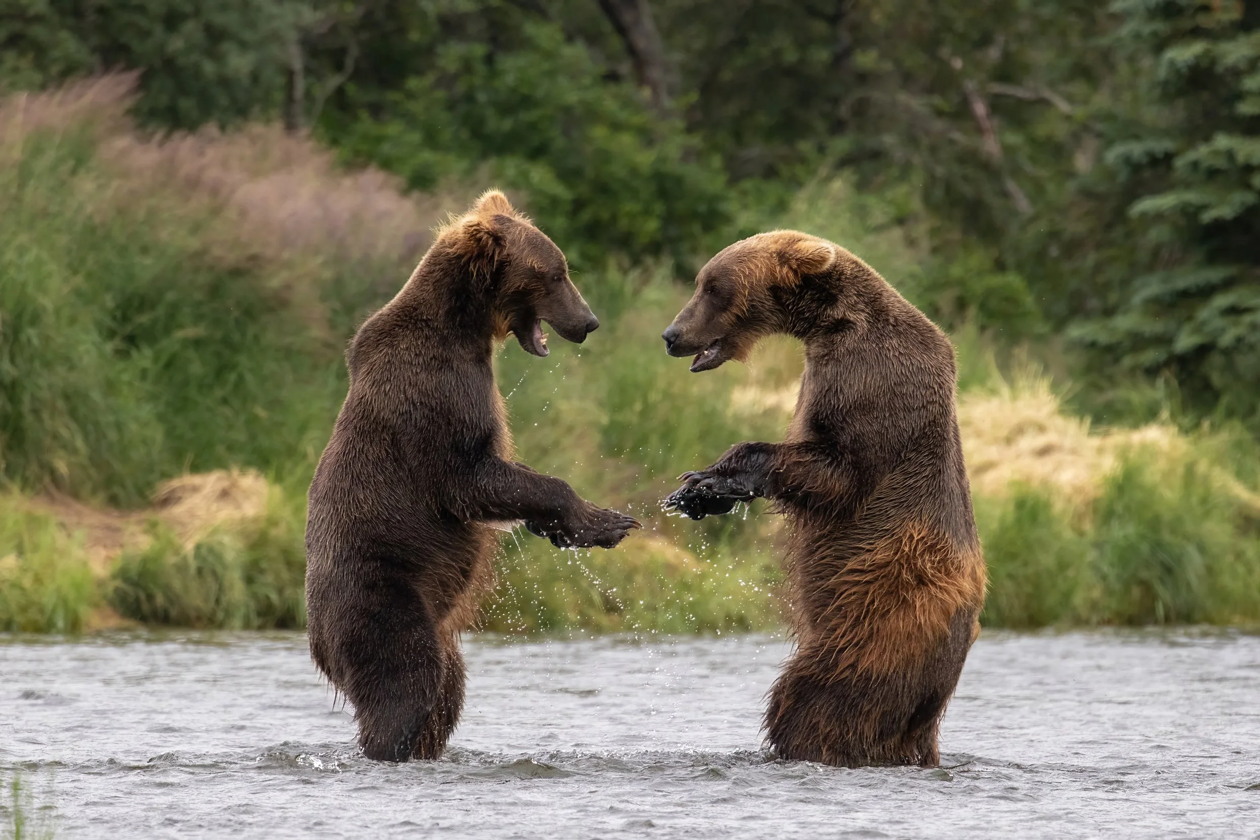 Two brown bear subadults appear to have a conversation while they play. Grand prize winner of the 2022 PetaPixel Wild Personalities Photo Contest