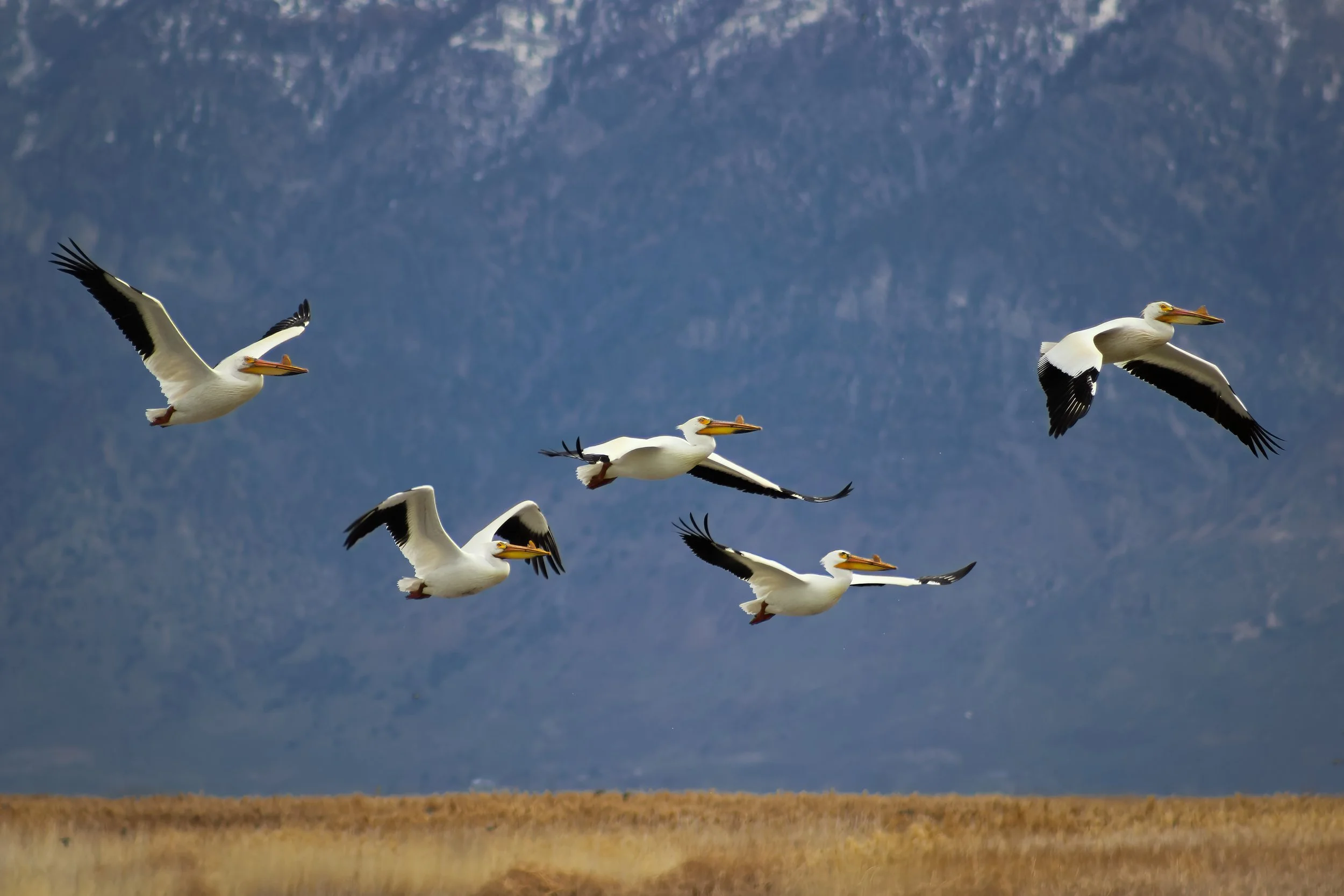 White pelicans in northern Utah