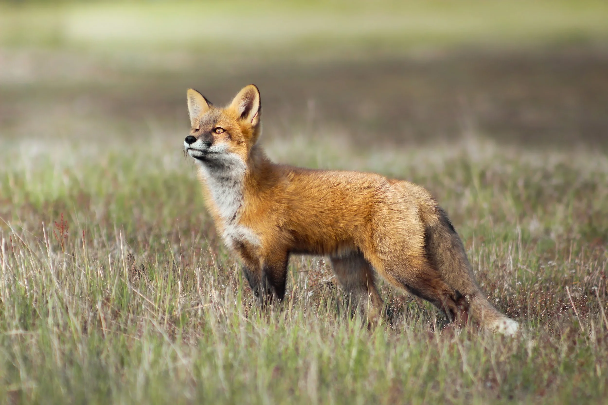 A red fox kit catches the light in a meadow