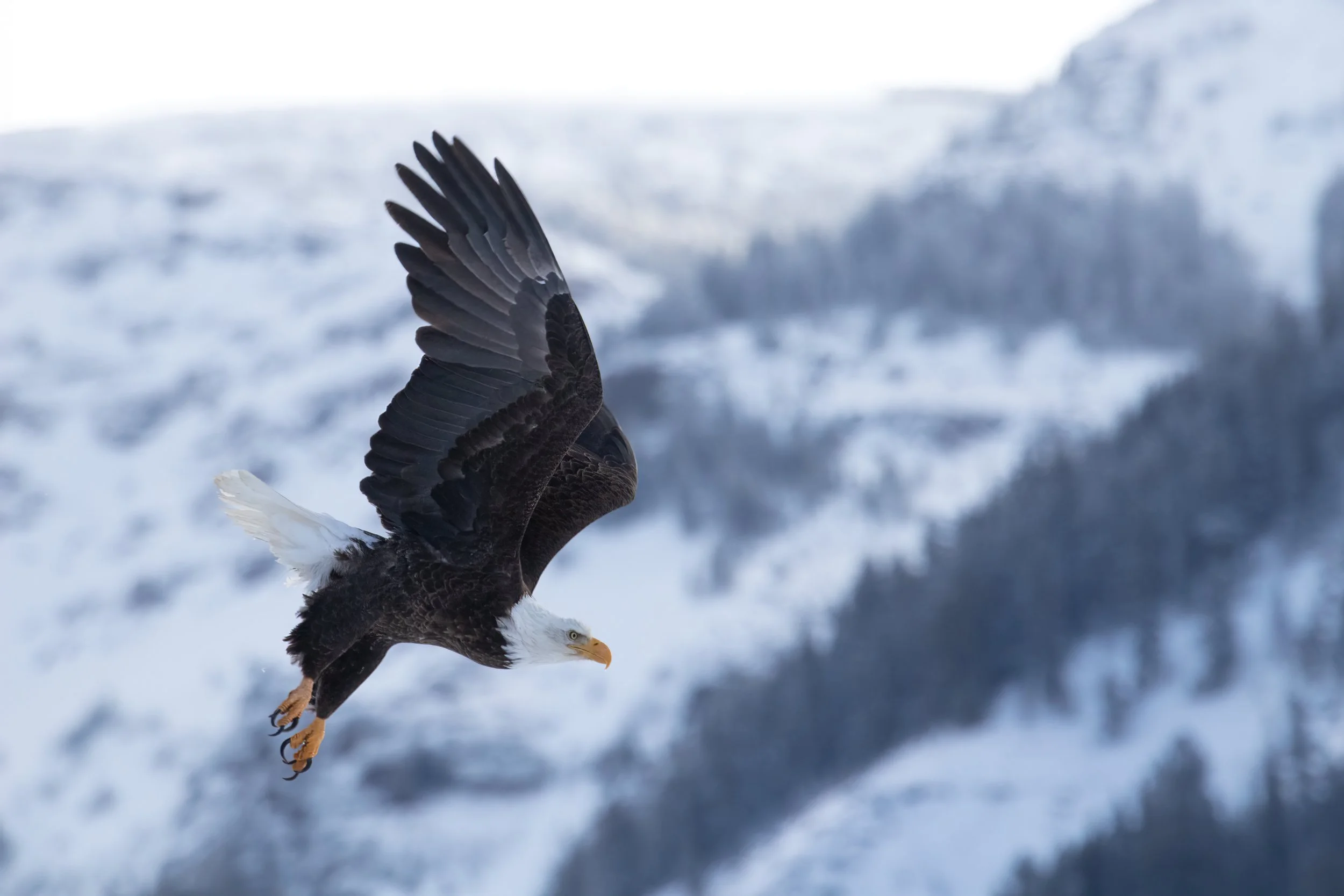 A bald eagle takes flight in Yellowstone National Park