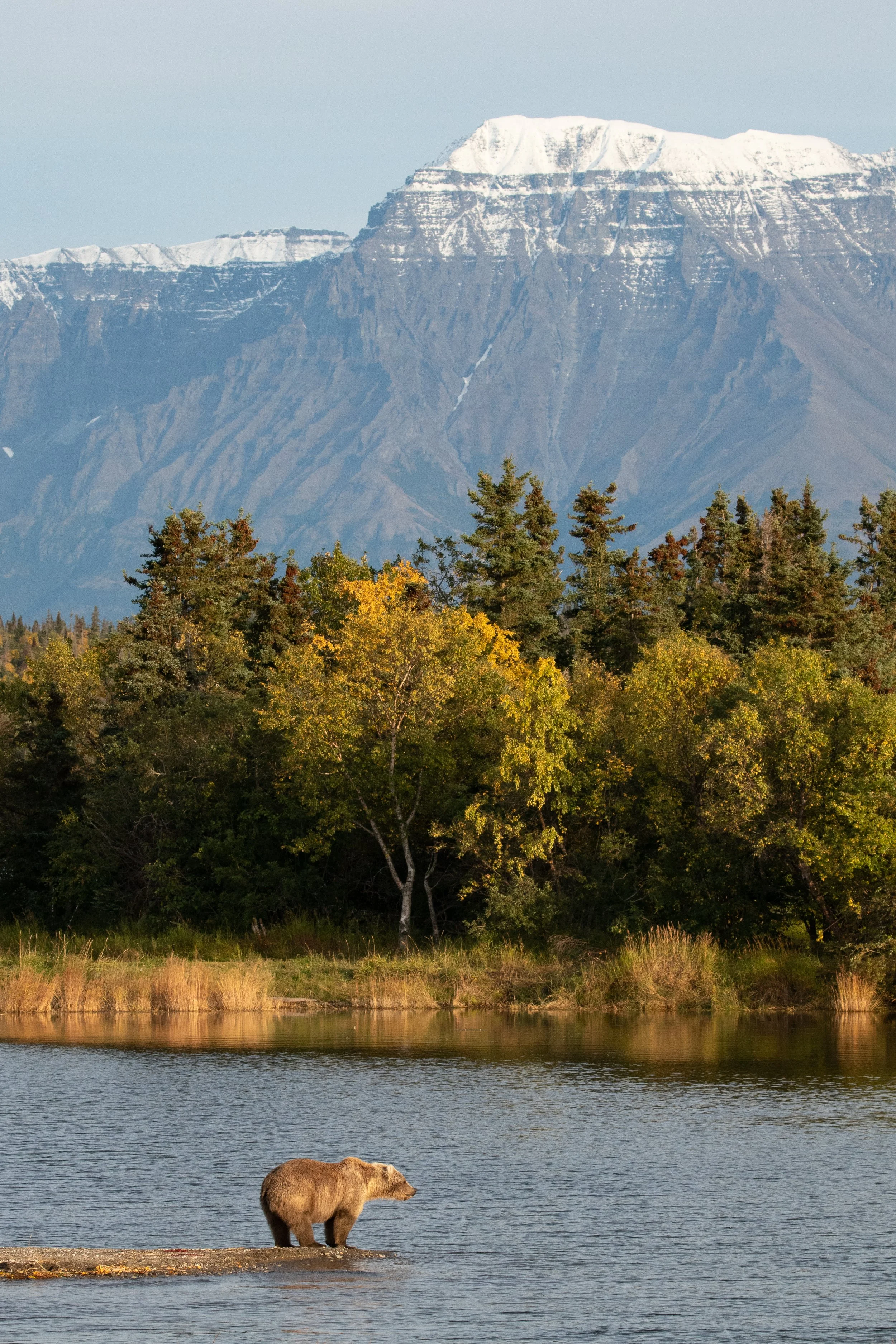 A subadult female brown bear gazes across the water under the peaks of Mt. Katolinat