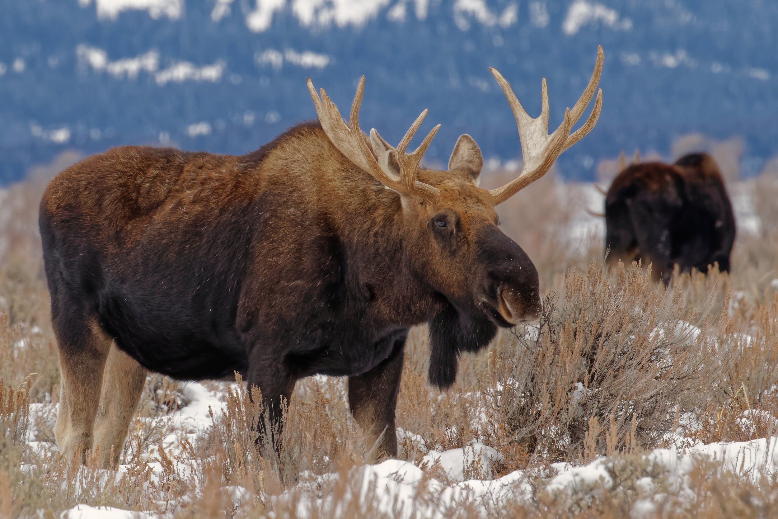 A bull moose in Grand Teton National Park