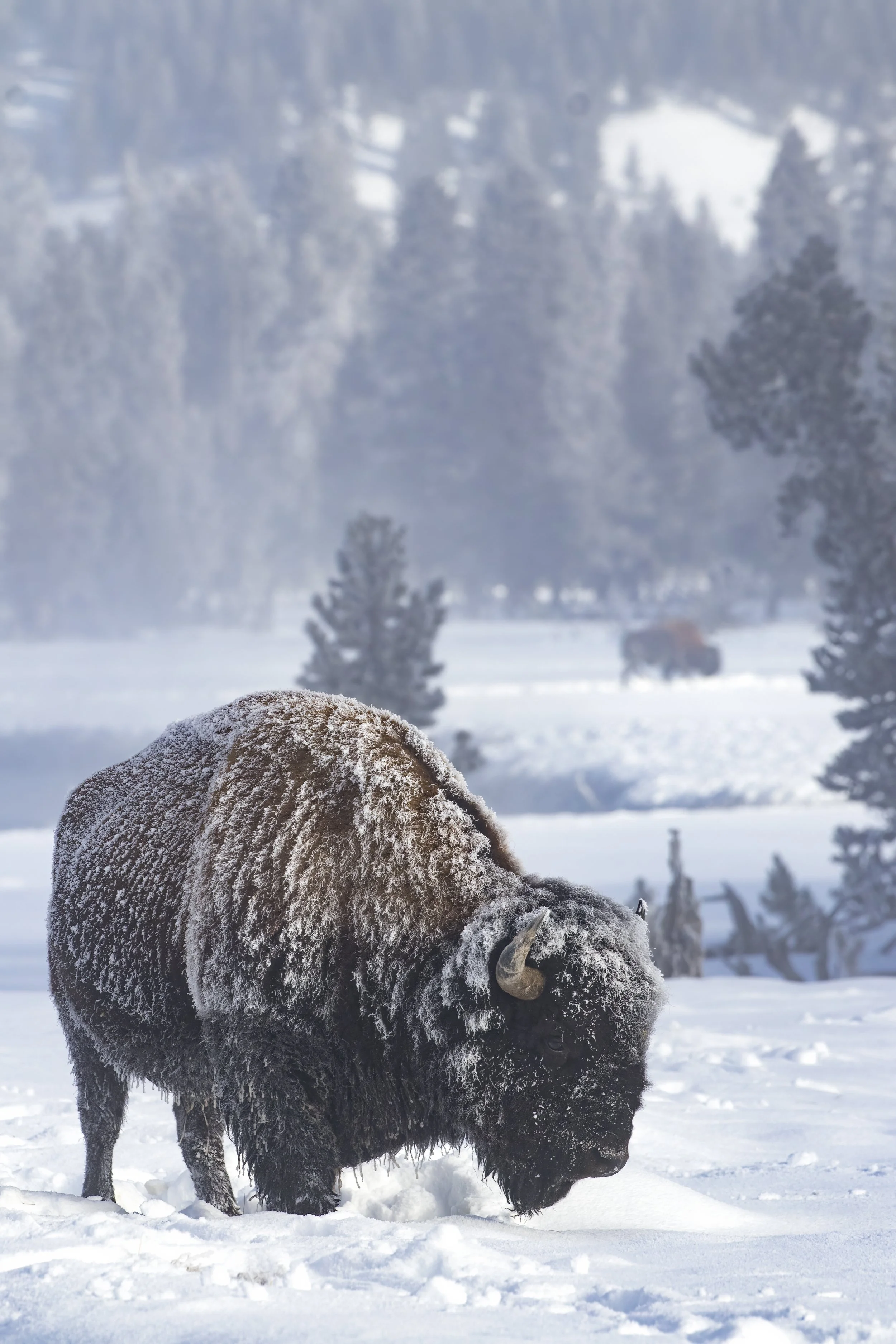 A bison braves the icy cold of Yellowstone National Park