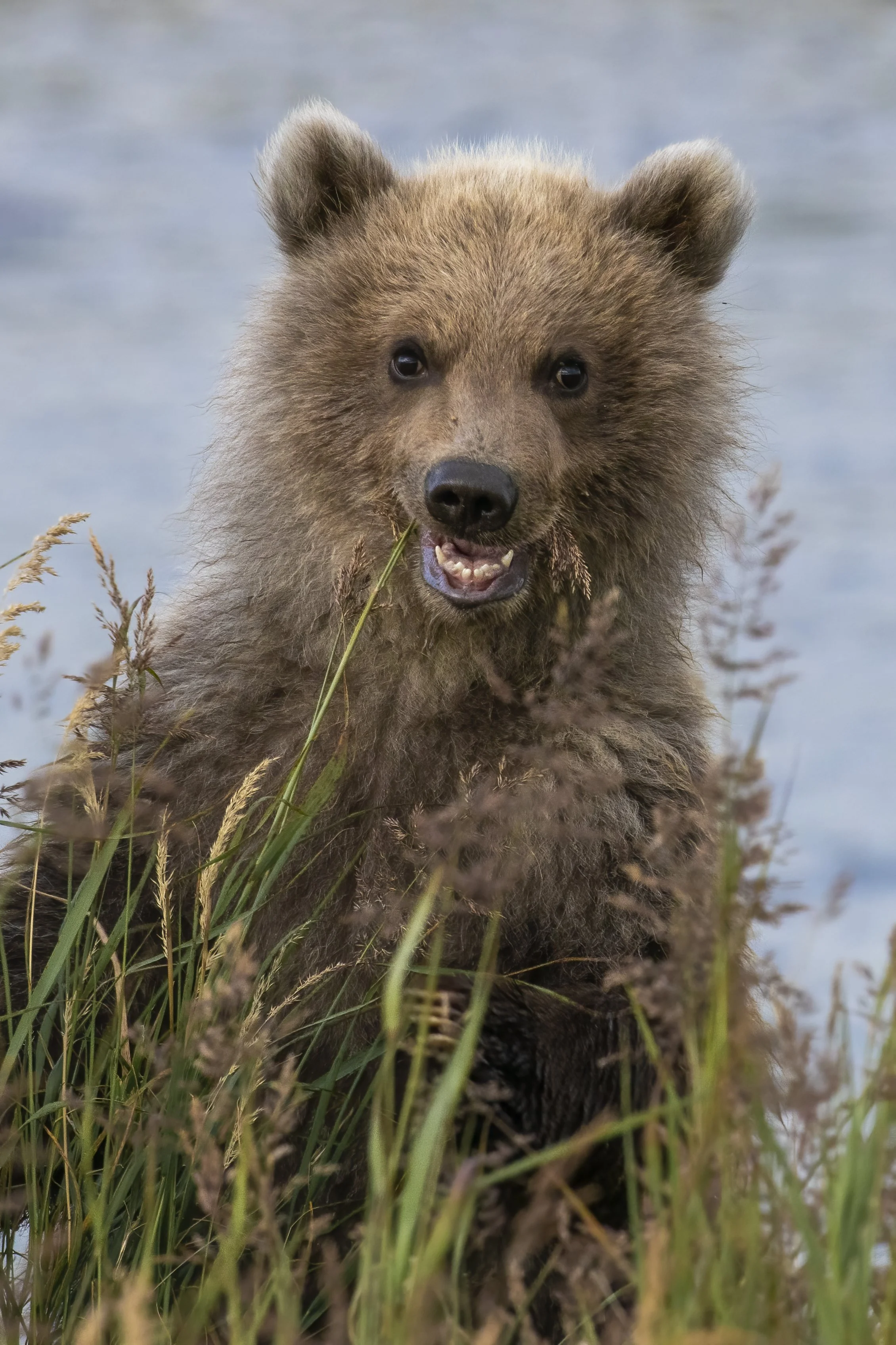 A spring cub playfully munches on sedges