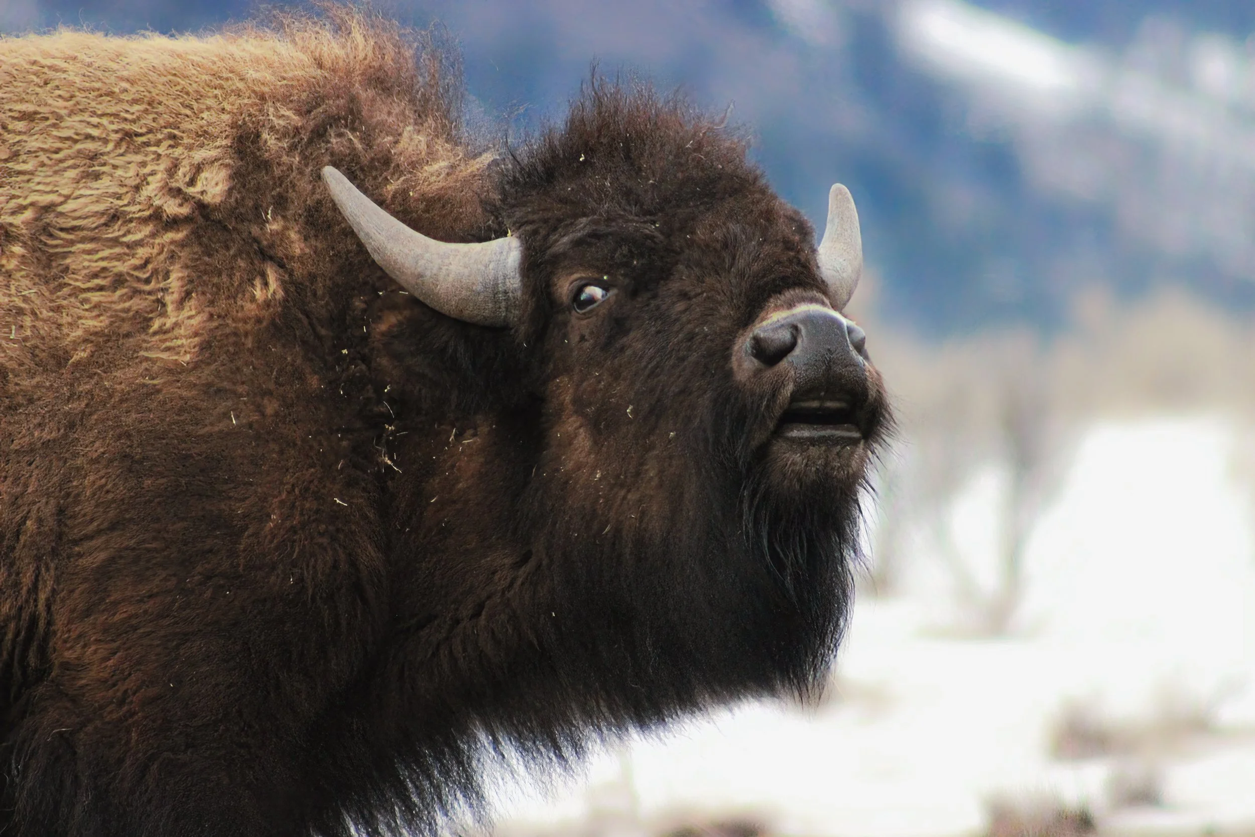A bison displays a "flehmen" response