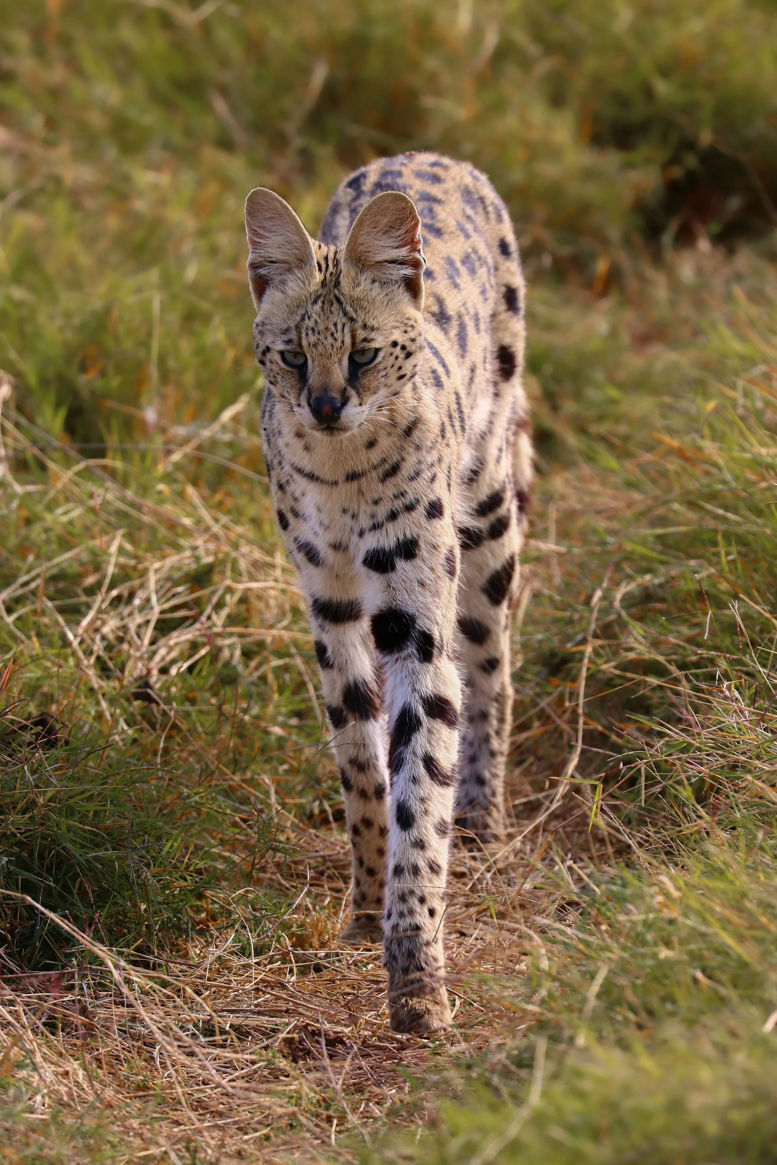 Serval.jpg