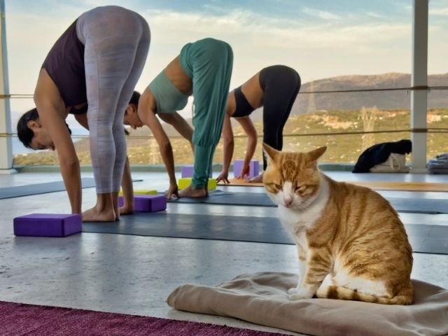 Drei Frauen praktizieren Yoga auf einem Outdoor Deck indem sie eine stehende Vorbeuge machen, während ein Kätzcken neben ihnen auf einer Decke sitzt