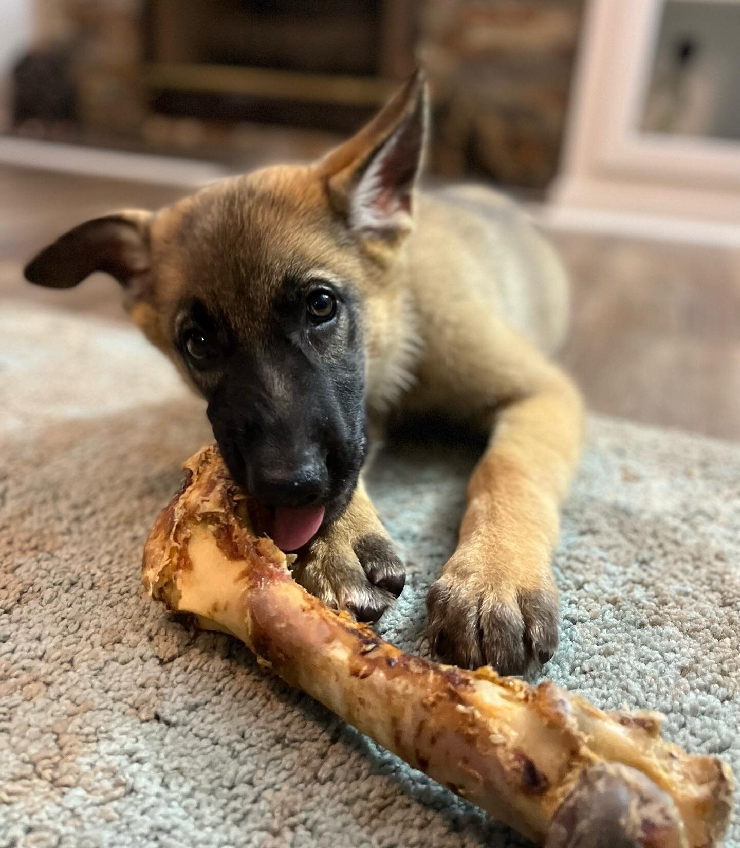 Come meet #dreamer the pup. She comes to #tidelinemarine with us daily. She is #tidelinefamily