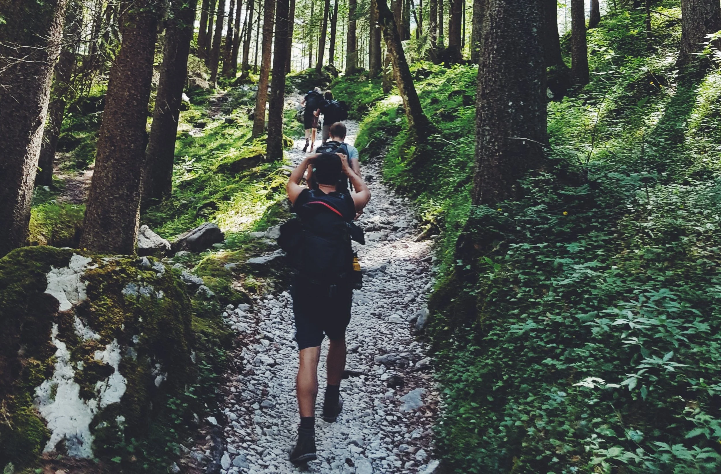 rbanization on Mental Health and the Relevance of Ecotherapy