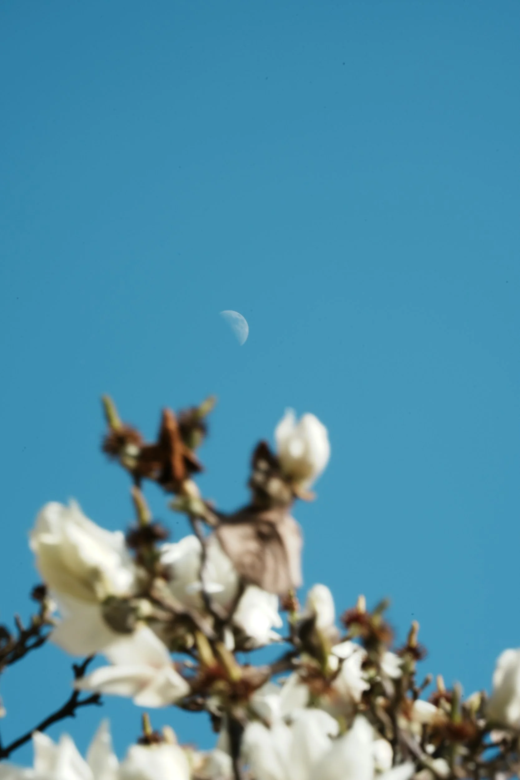 Magnolia Moon Studio