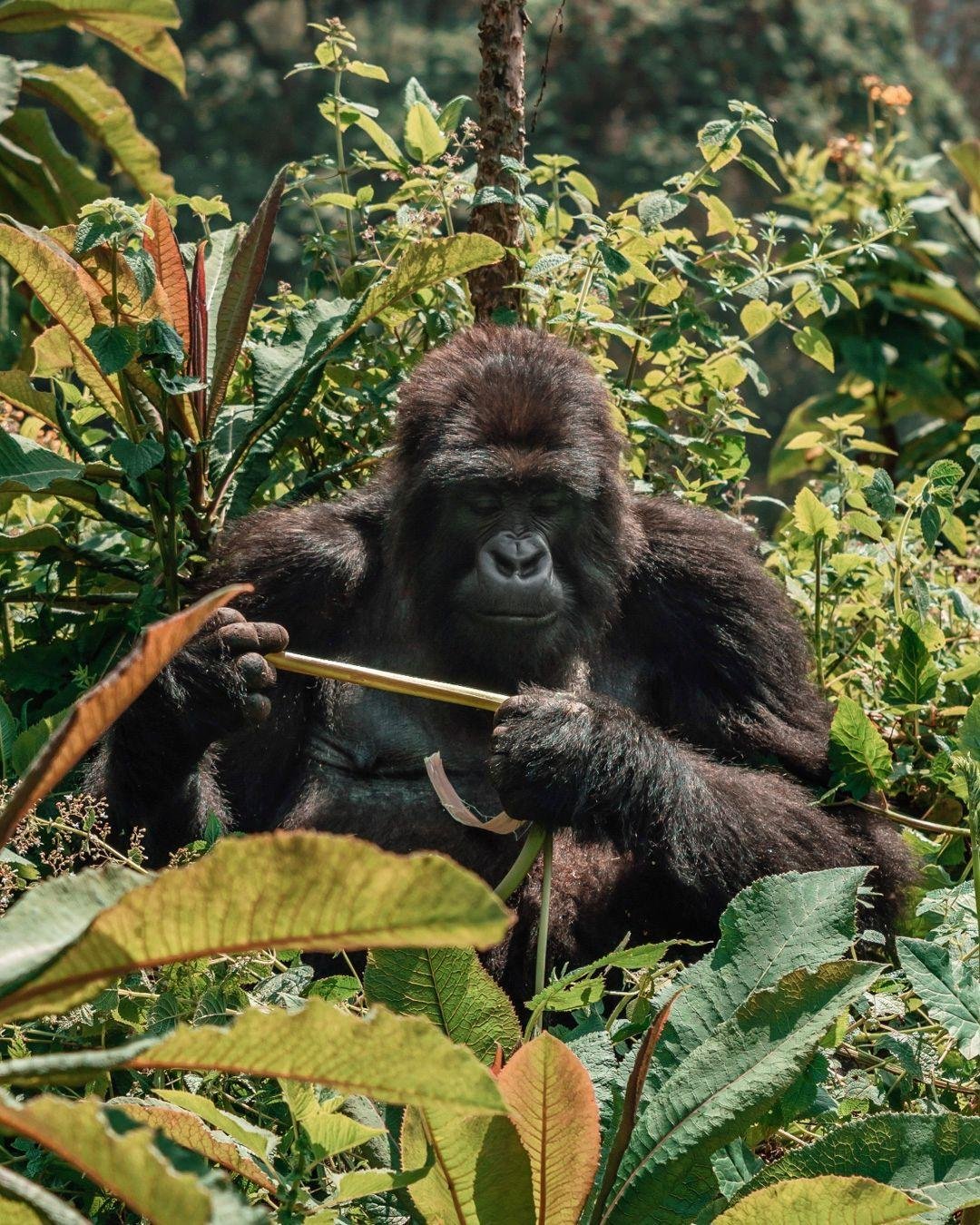 If you&rsquo;re an animal lover, you&rsquo;ll want to swipe through this post!

One&amp;Only Gorilla&rsquo;s Nest is a truly unique way to experience Rwanda. From awe-inspiring views of Volcanoes National Park to once-in-a-lifetime encounters with mo
