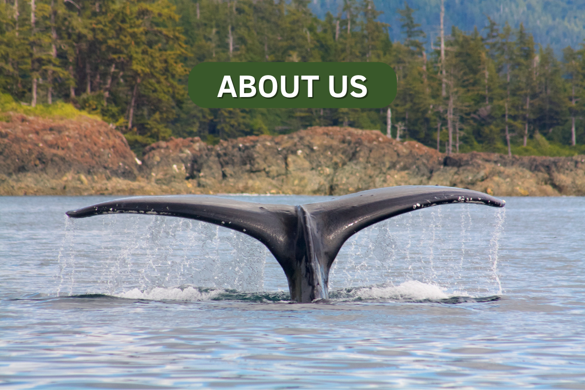 Whale tail in Gwaii Haanas
