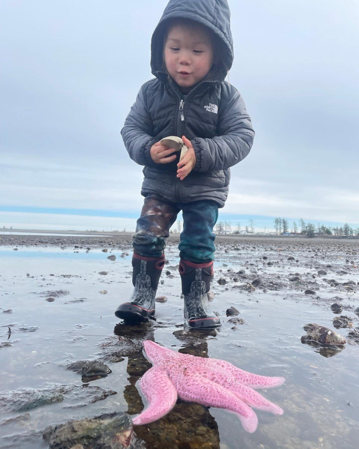 We found Patrick! 🪸⭐️

It's incredible to see sea stars back on our shores after the devasting sea star wasting disease was confirmed on Haida Gawii in 2015. A condition that killed millions of these stunning creatures at an unprecedented and alarmi