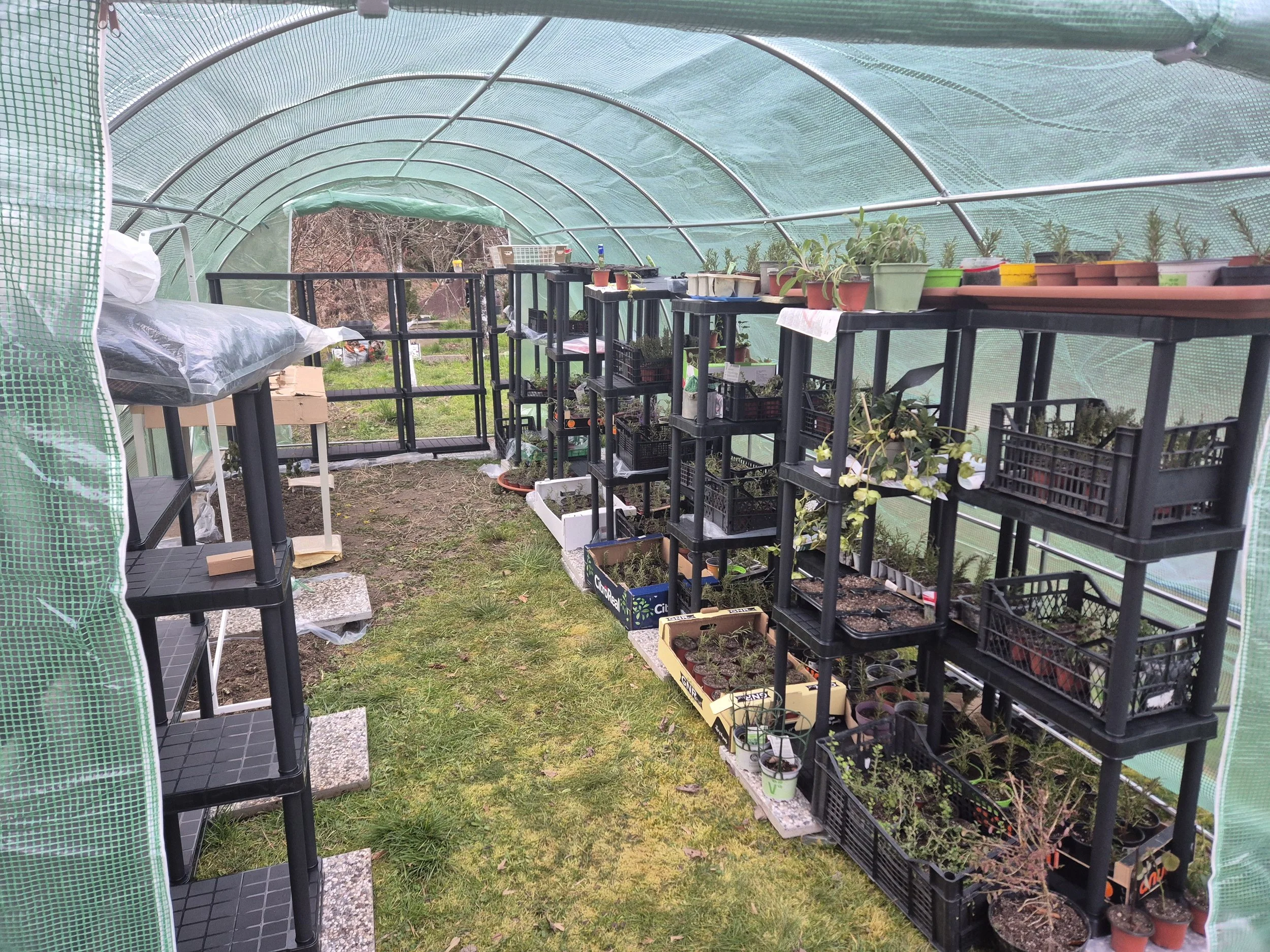 Young herbs and Mediterranean plants growing in a greenhouse before planting in Pomjan.