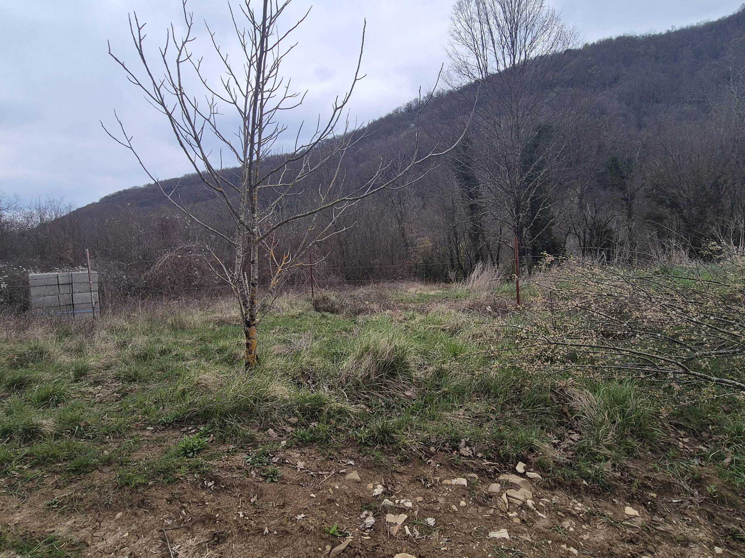 Young walnut tree growing in the hills near Pomjan in Slovenian Istria.