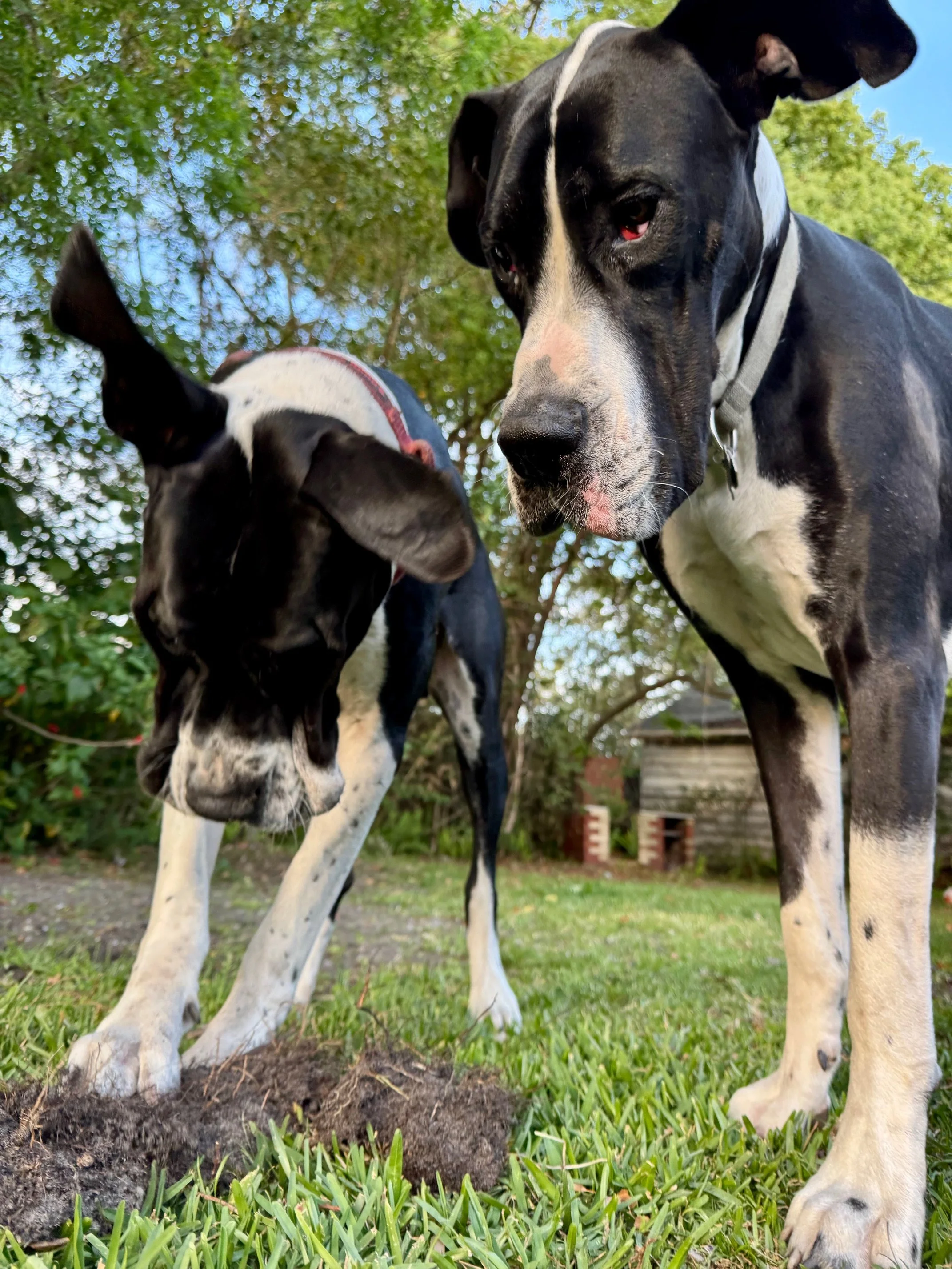 Two Great Danes standing outdoors on grass with trees and a shed in the background.