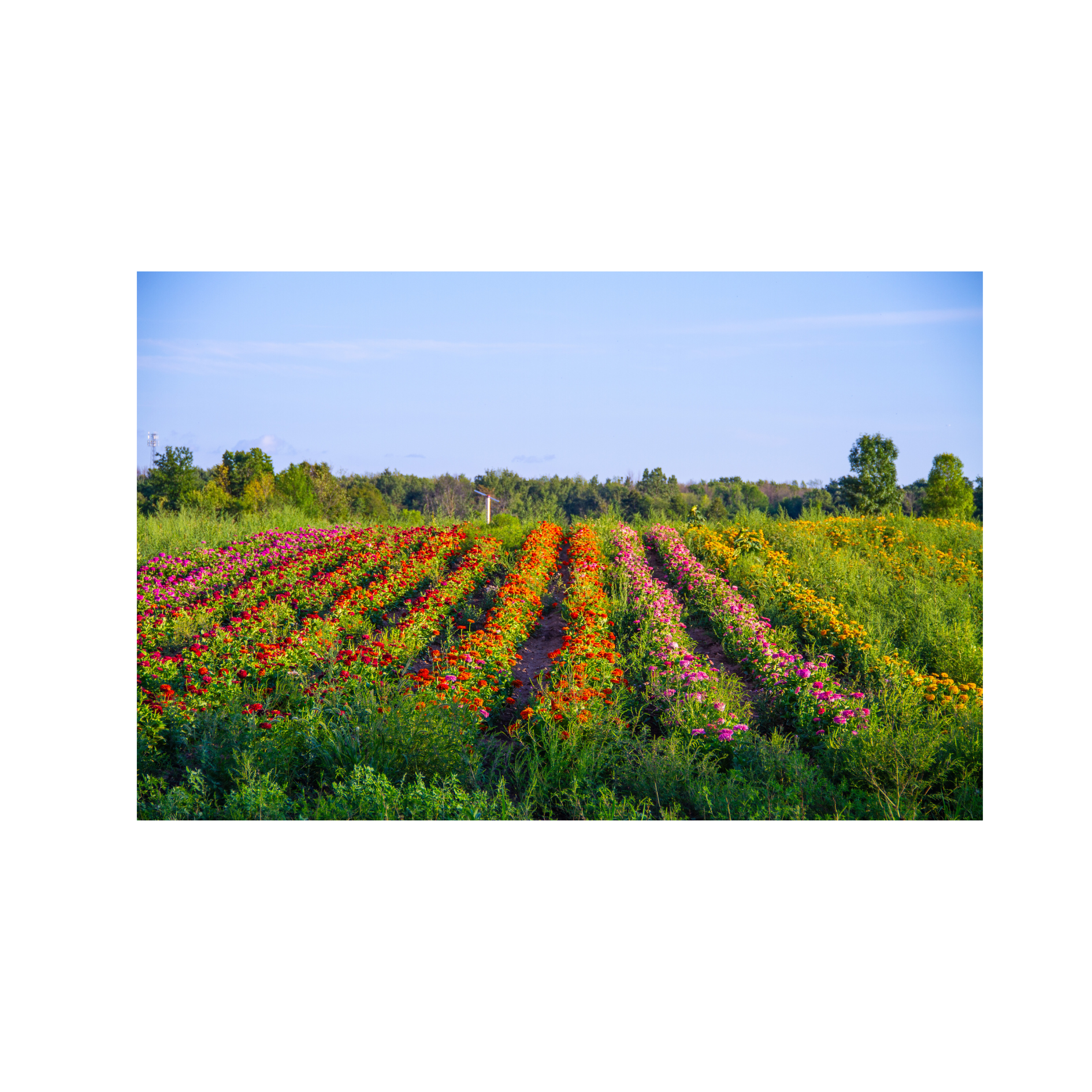Flowers Row Product IMage .png