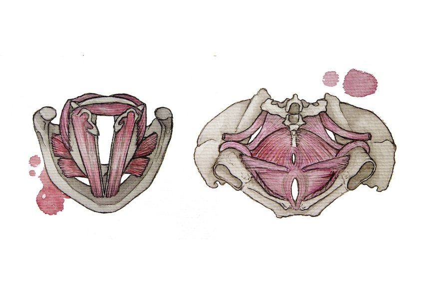 comparacao pelvis copy.jpeg