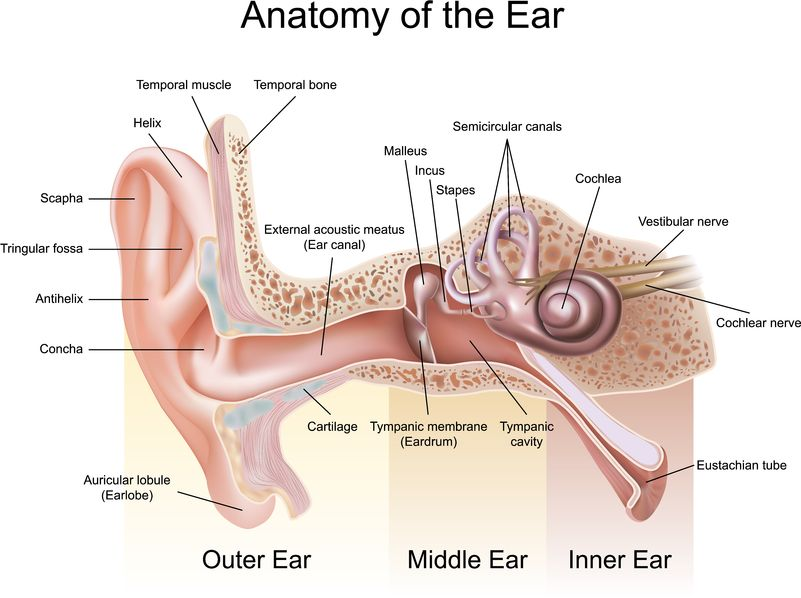 Hearing Institutes image of the anatomy of the human ear used for teaching about tinnitus