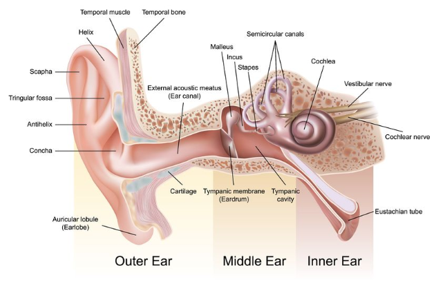 Otosclerosis and stapes surgery — Hearing Institute