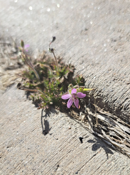 Grieving a Narcissistic Relationship: Using Hospice Skills to Navigate the Many Layers of Loss