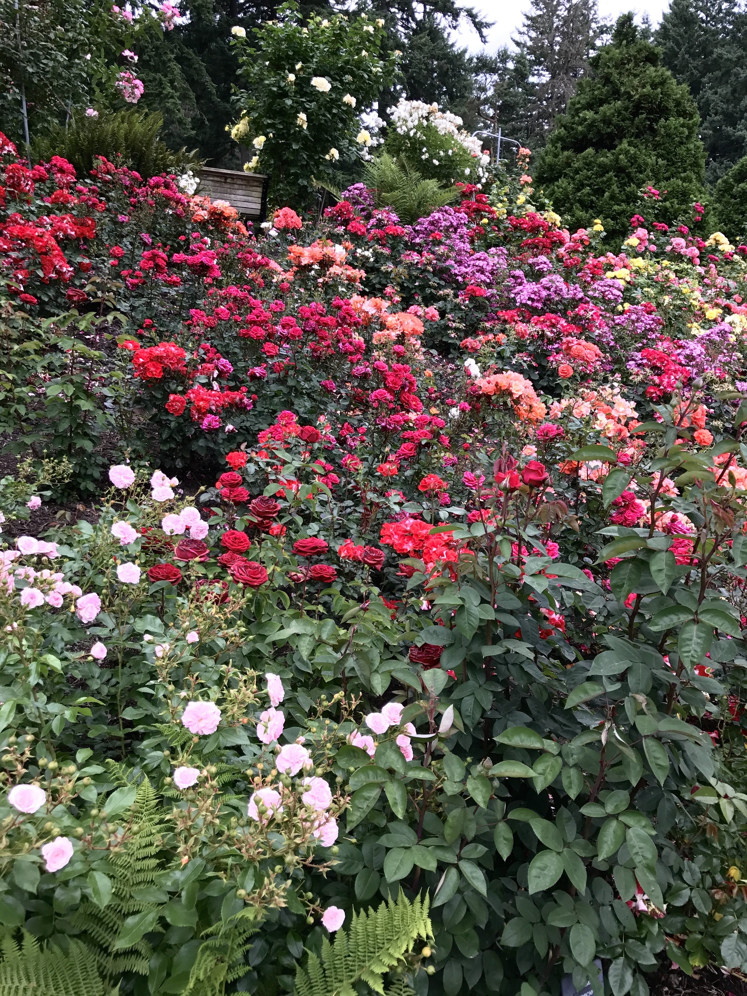 International Rose Test Garden