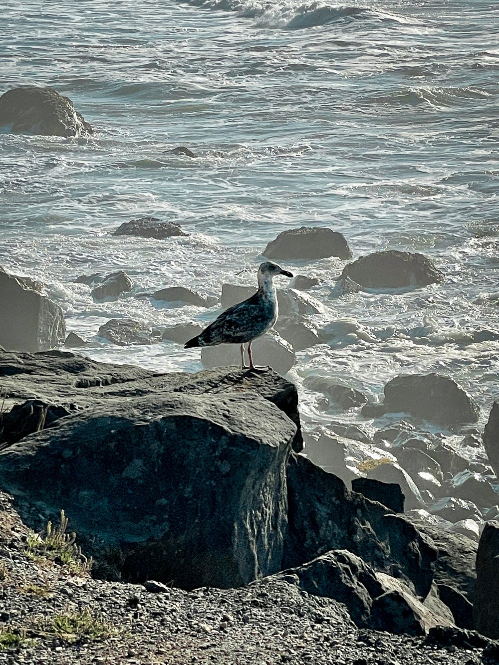 Sea Birds Near Cape Sebastian
