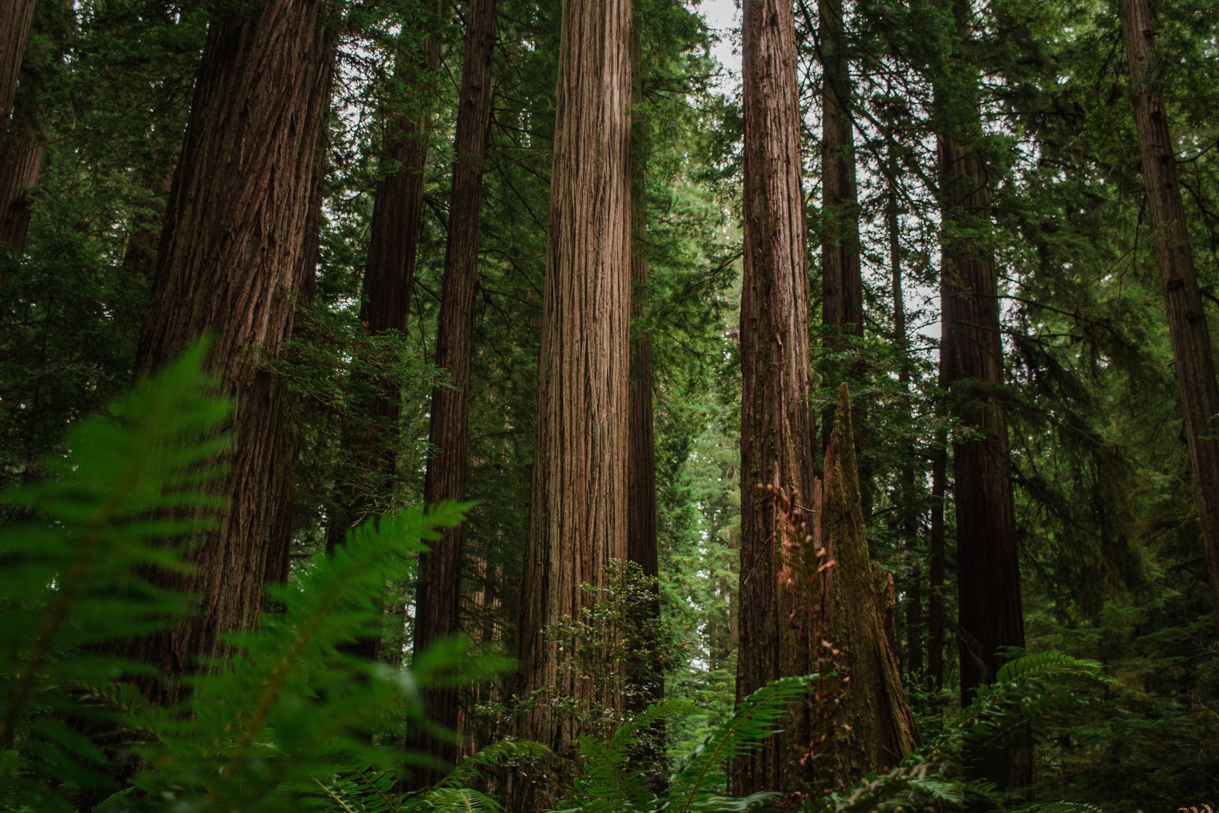 Jedediah Smith Redwoods (stock photo)