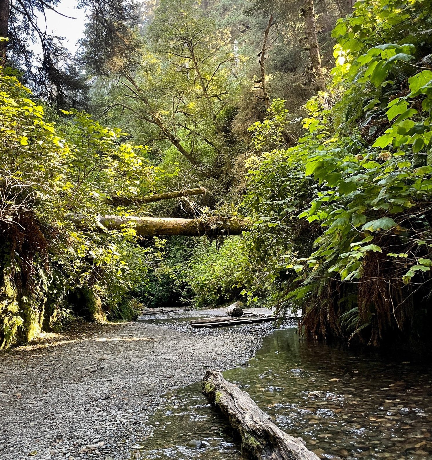 Fern Canyon Hike in Prairie Creek Redwoods