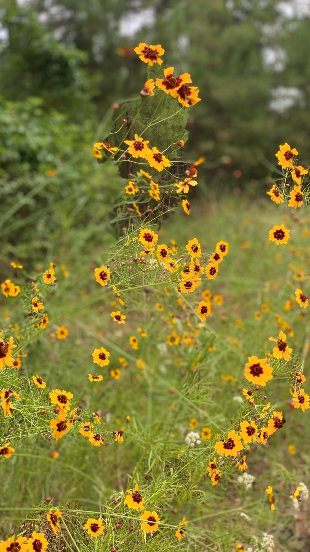 Wildflowers in Spring