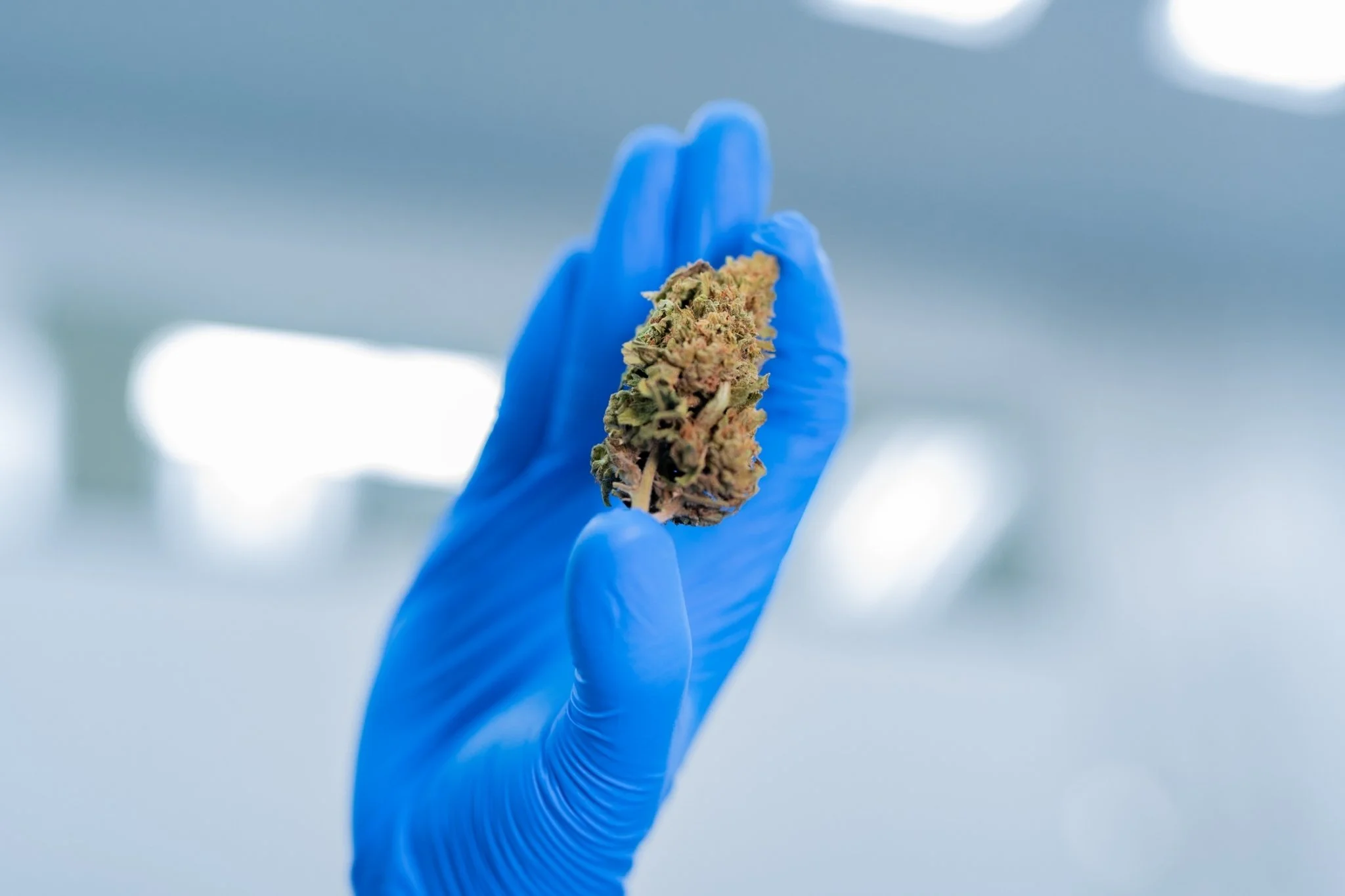 LINE_ALBUM_Hemp Flower_221002_1.jpg