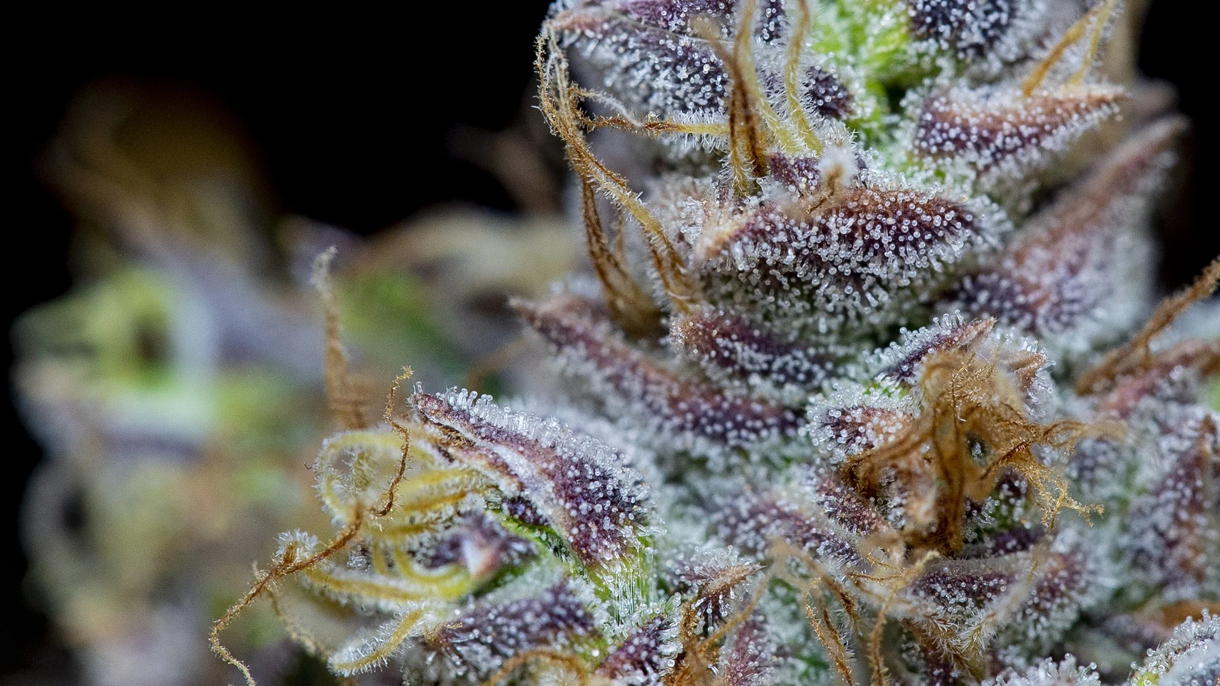 GARLIC05_Med_macro.jpg